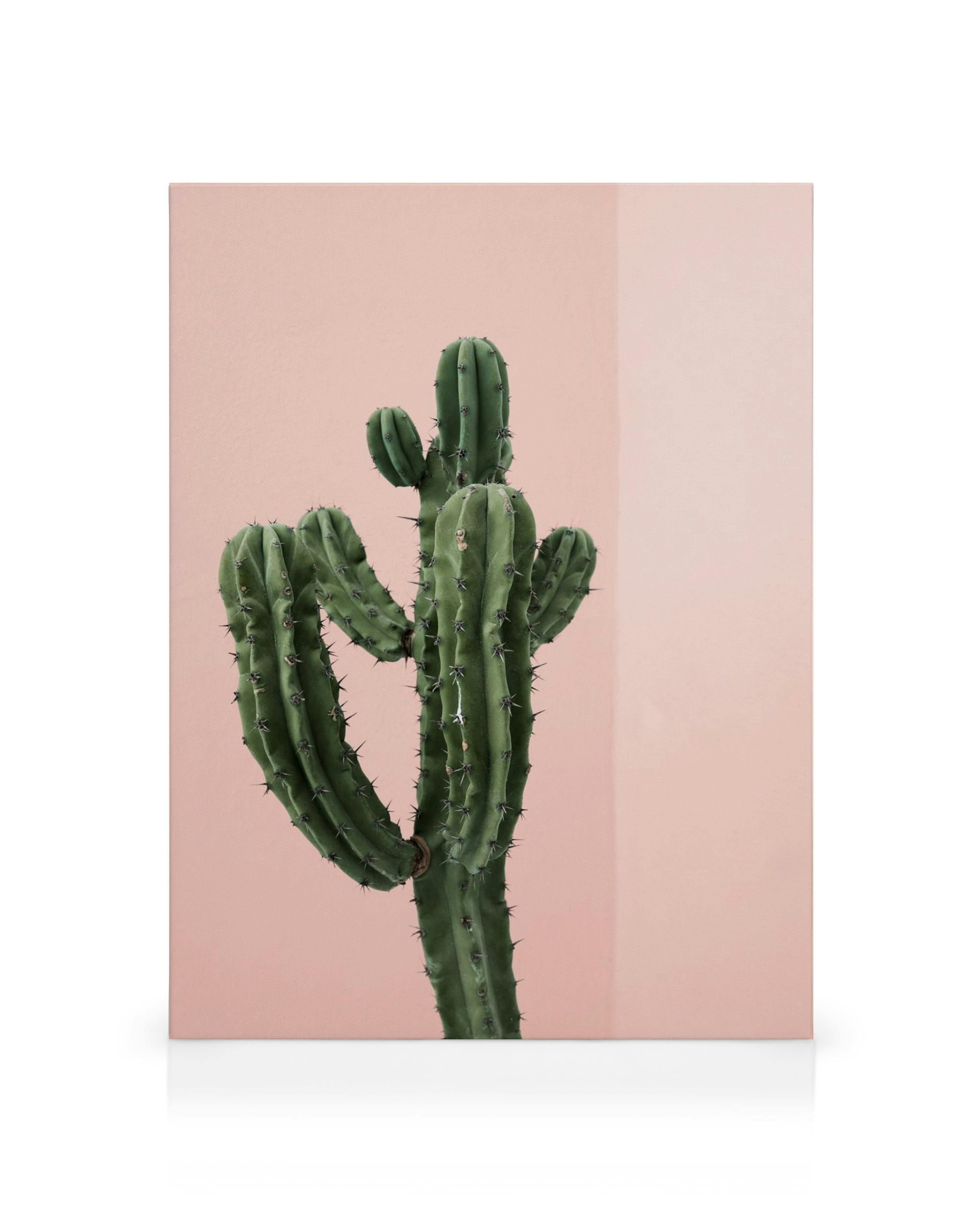 Lienzo de cactus verde con espinas, sobre fondo rosa pastel dividido por una línea de sombra. Arte botánico vibrante.