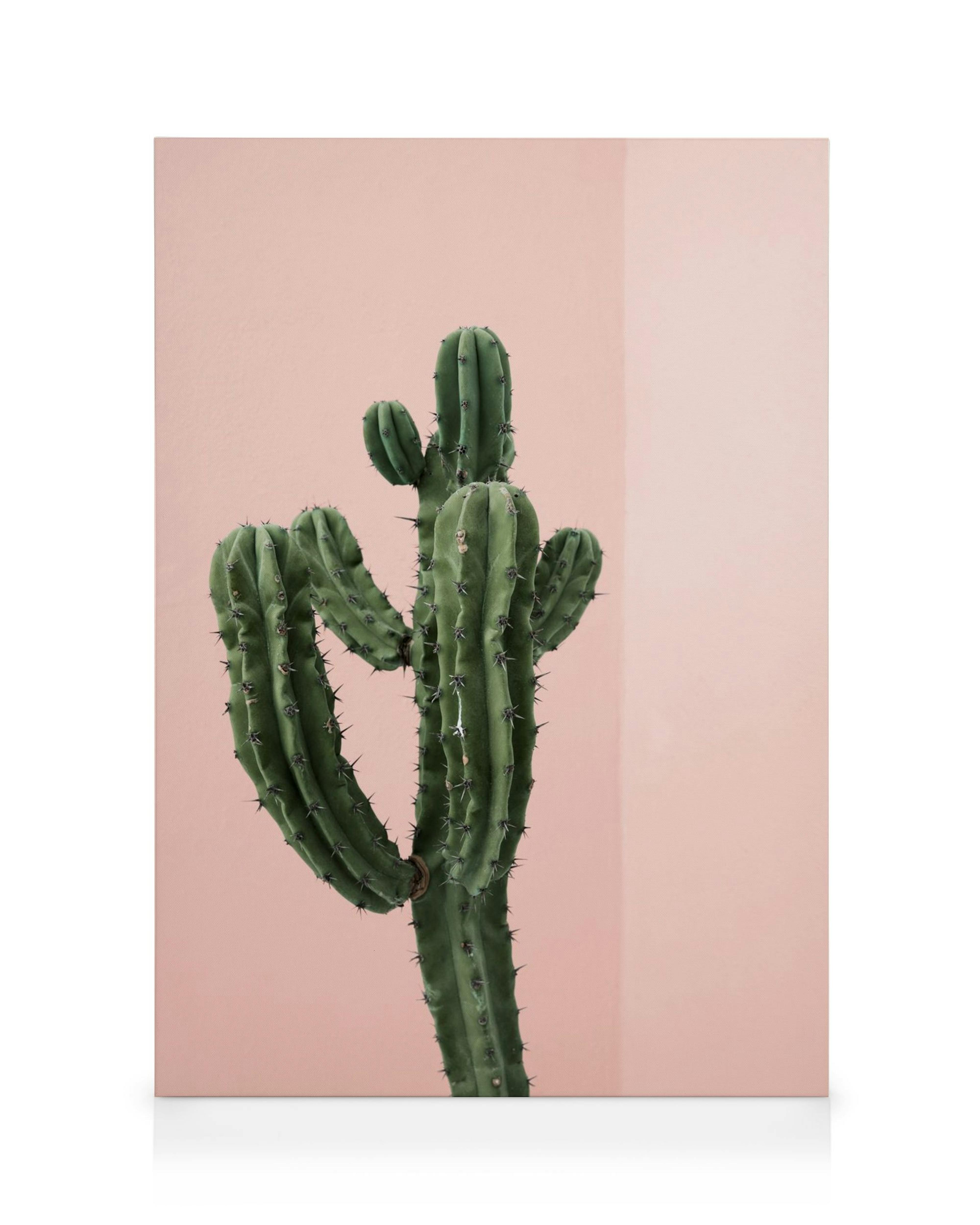 Toile de cactus vert sur fond rose vif, avec une ligne dombre créant un contraste moderne, déco murale typographie