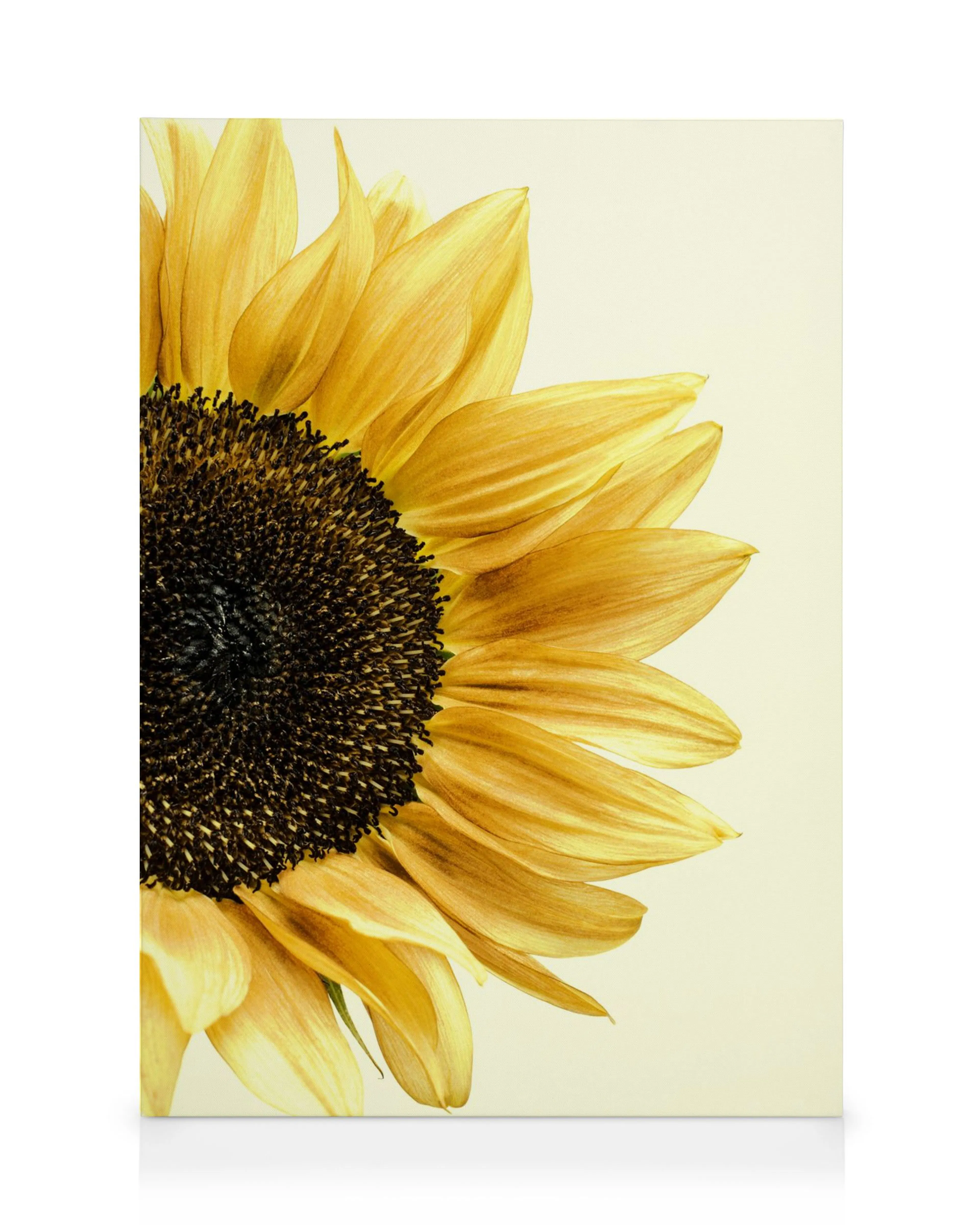 Zonnebloem canvas met heldergele bloemblaadjes en donkerbruin hart op crème achtergrond, bloemen muurkunst