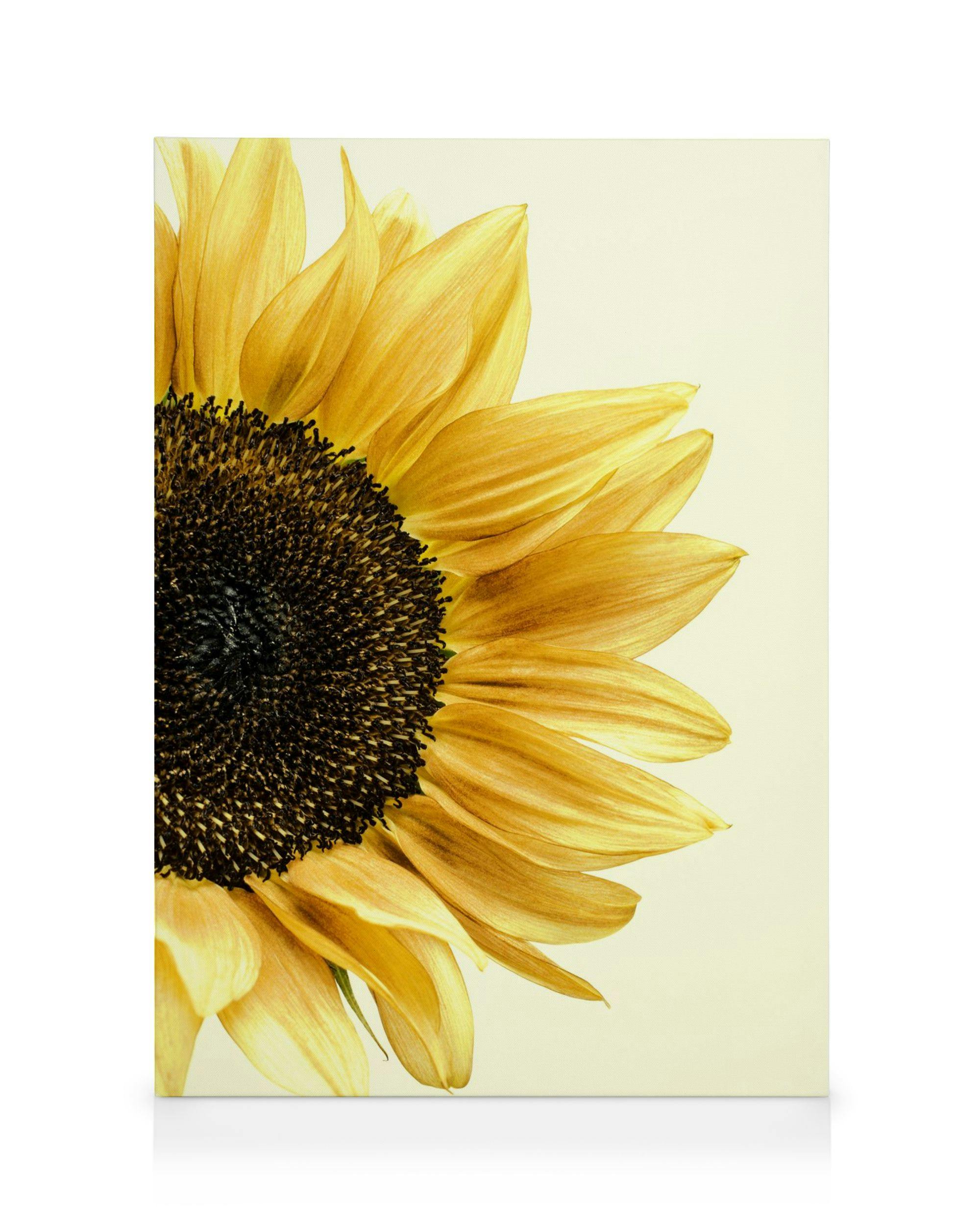 Canvas Prints Sunflower Canvas print (70x100 cm)