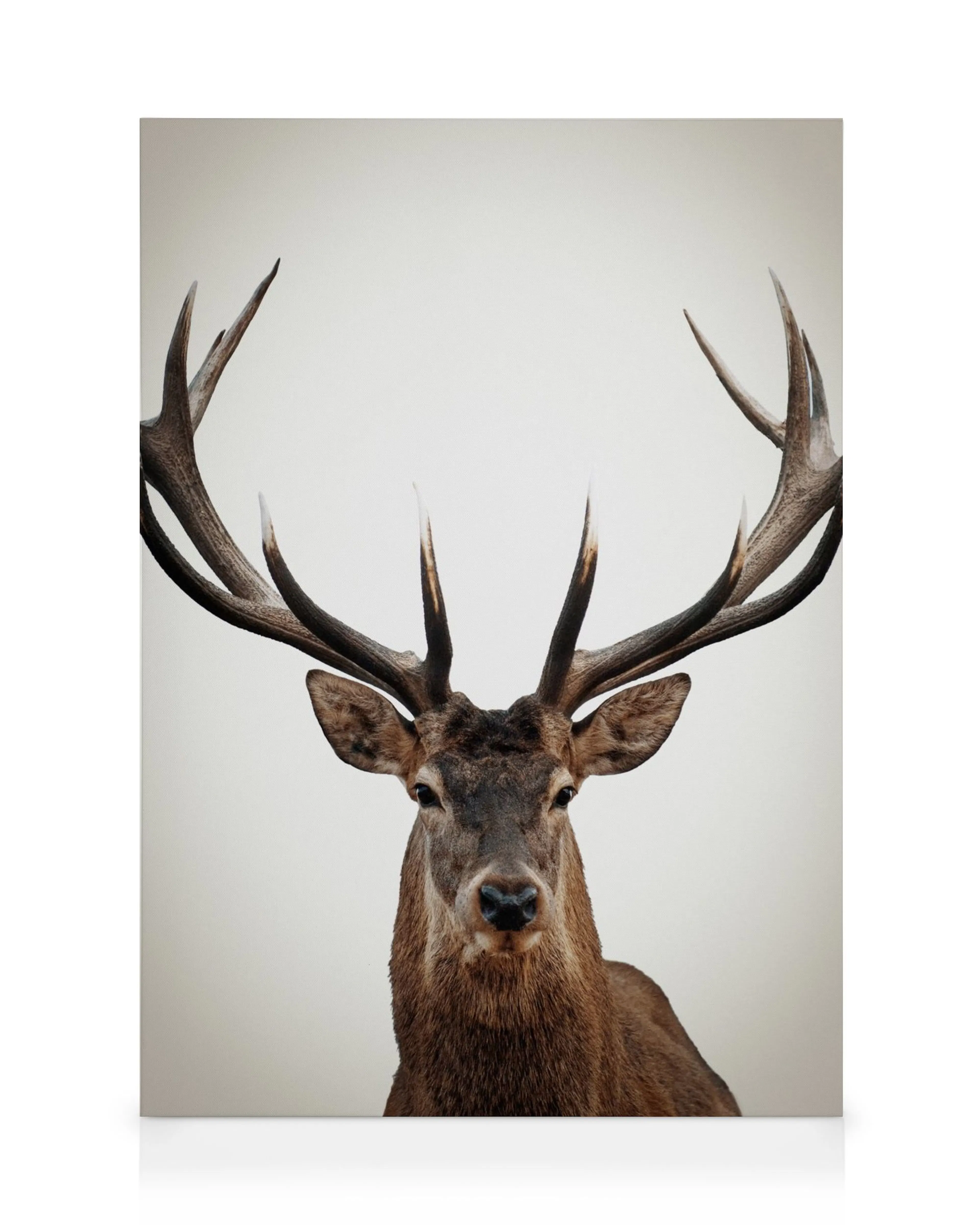 Realistic brown deer canvas print with impressive branching antlers against a white background.