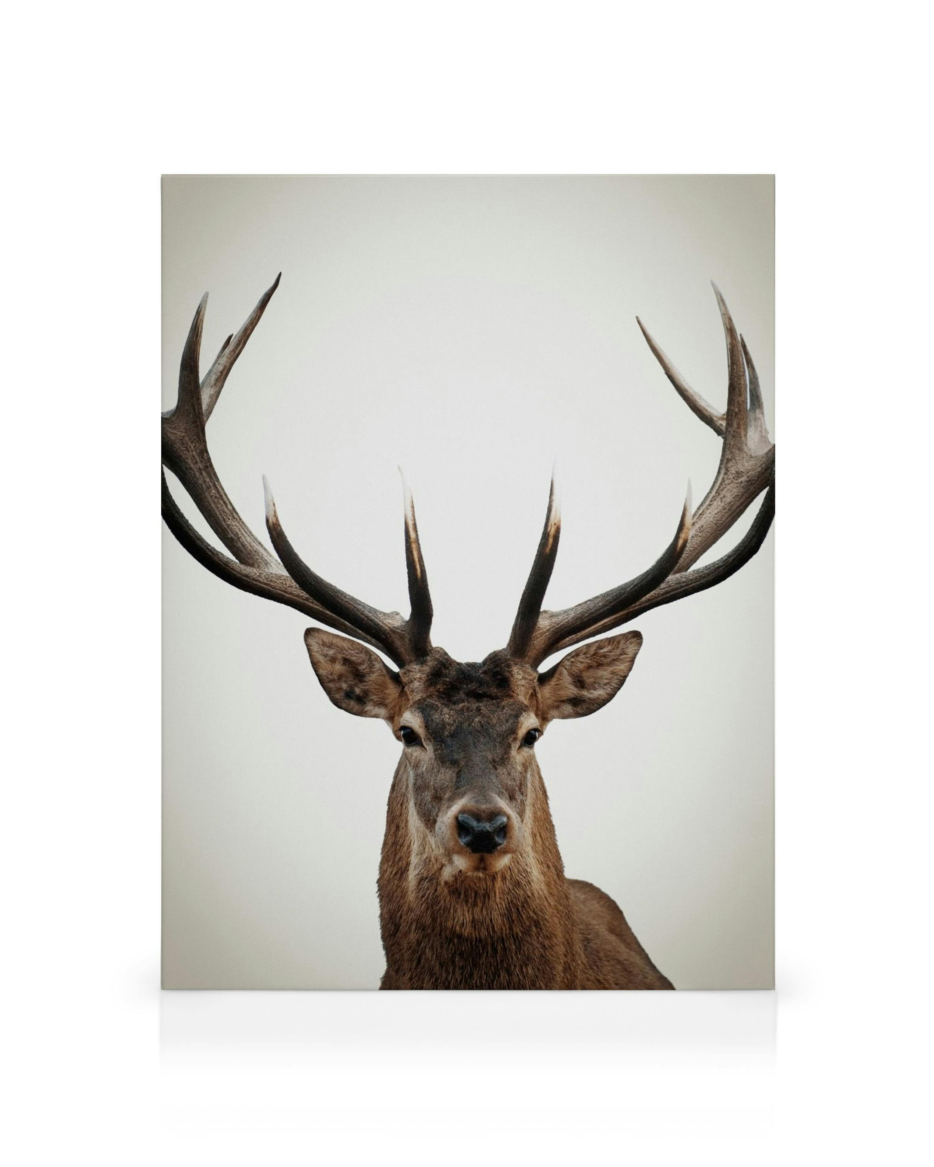 Toile élégante dun cerf majestueux sur fond blanc, mettant en valeur ses bois ramifiés et son regard perçant.