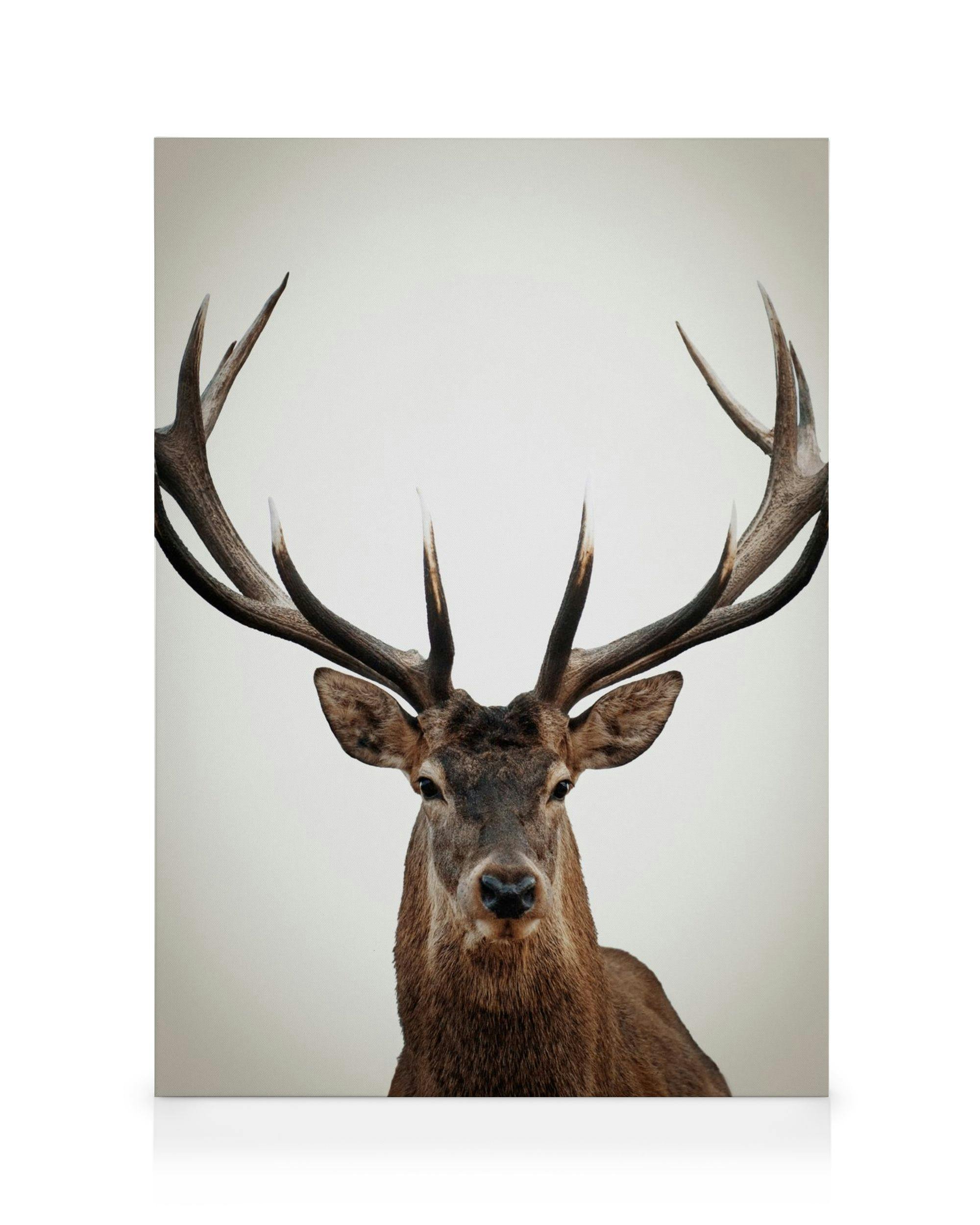 Toile cerf brun majestueux avec bois ramifiés et yeux sombres sur fond blanc