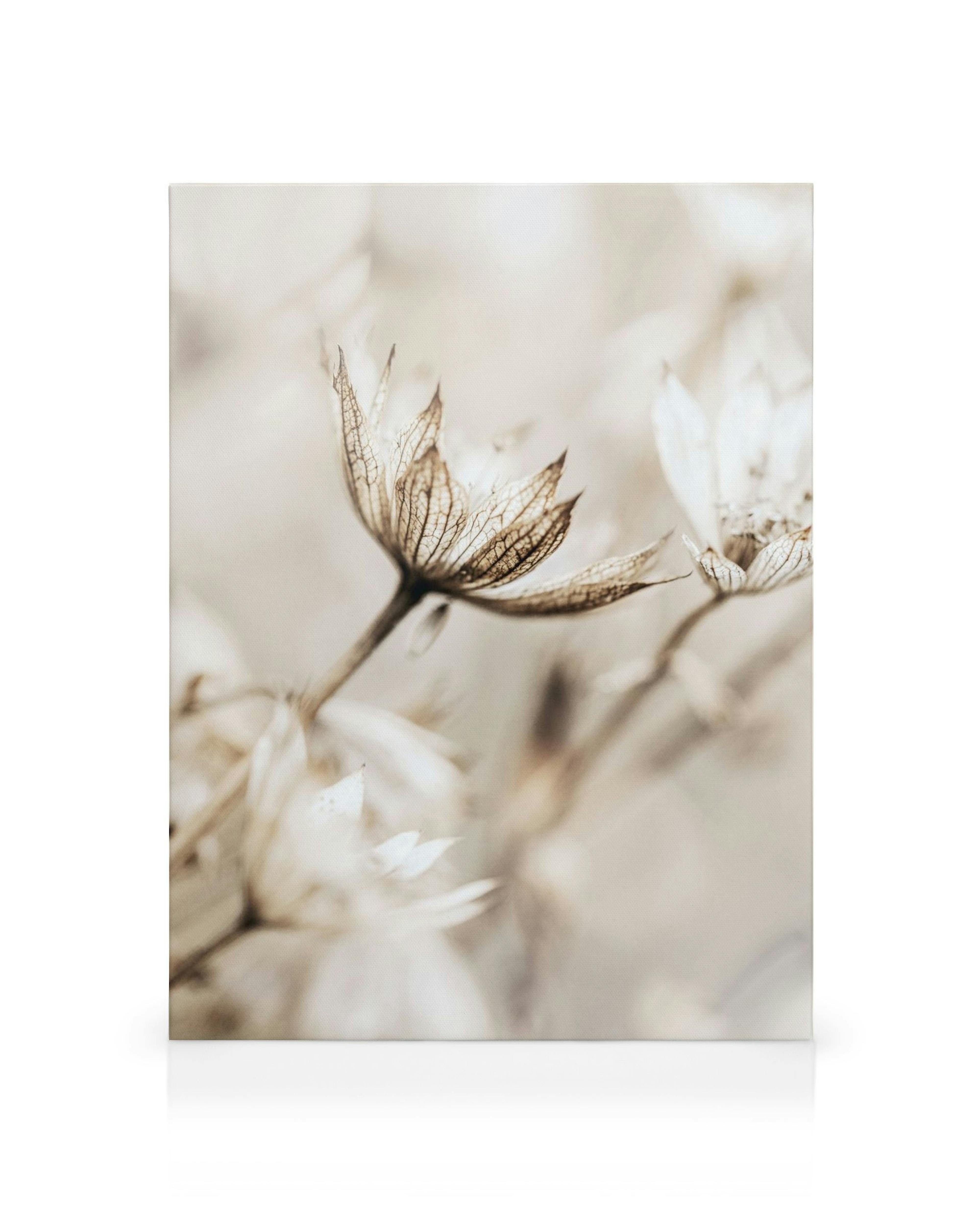 Close-up dried flower canvas print in soft white and brown tones on a beige background