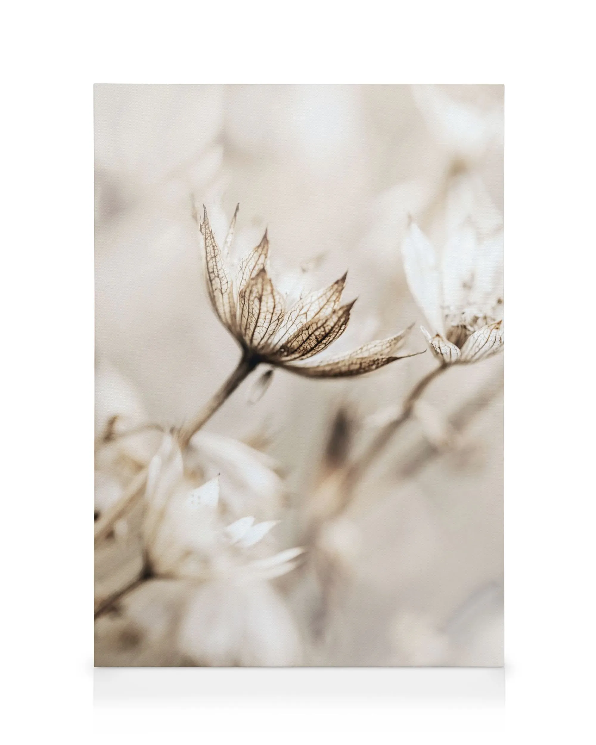 Makro detail sušené květiny s jemnými okvětními lístky a žilkami v béžových a hnědých tónech, rozmazané pozadí.