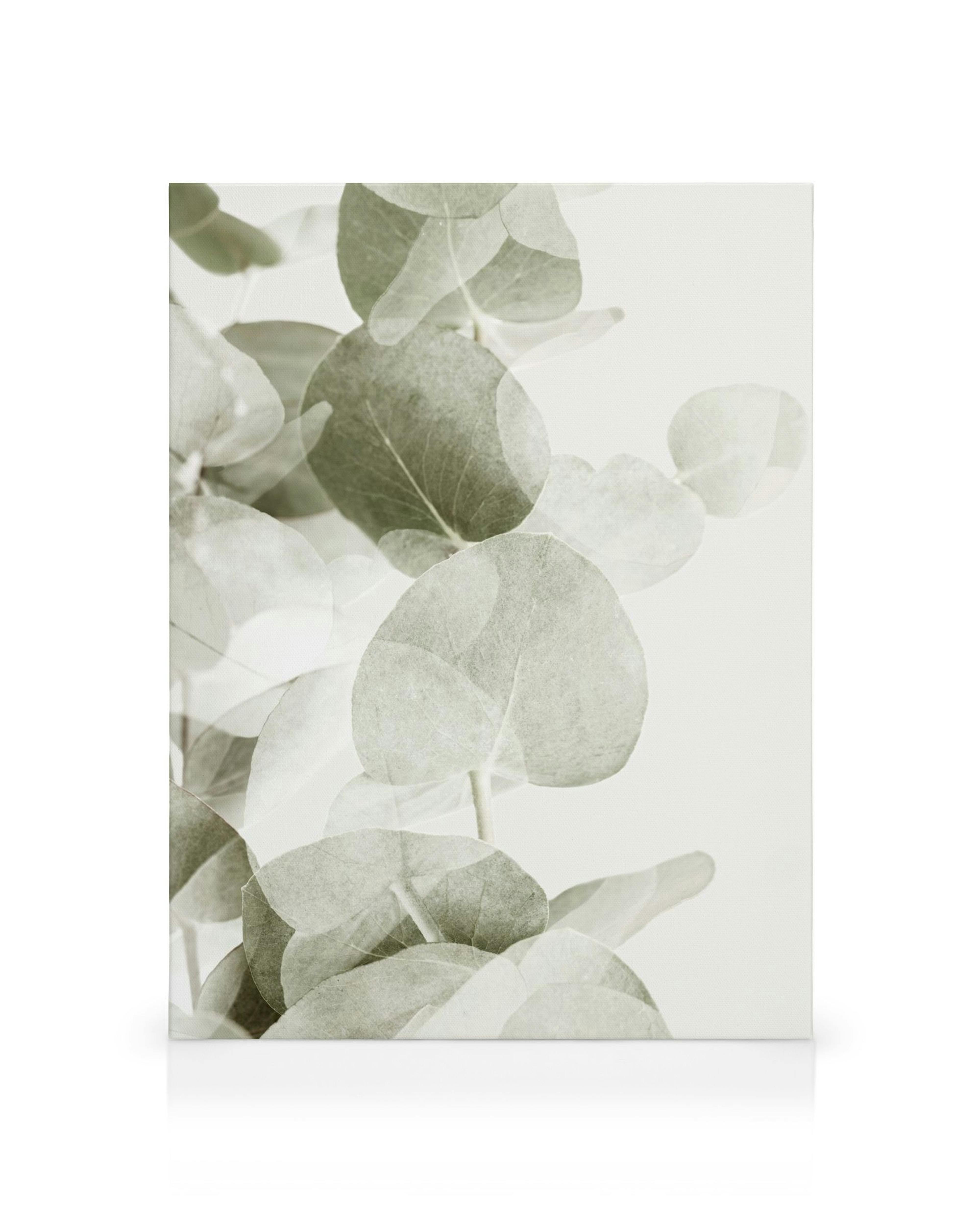 Abstrakti eukalyptuskanvaasi, jossa on harmahtavan vihreitä lehtiä valkoisella taustalla.