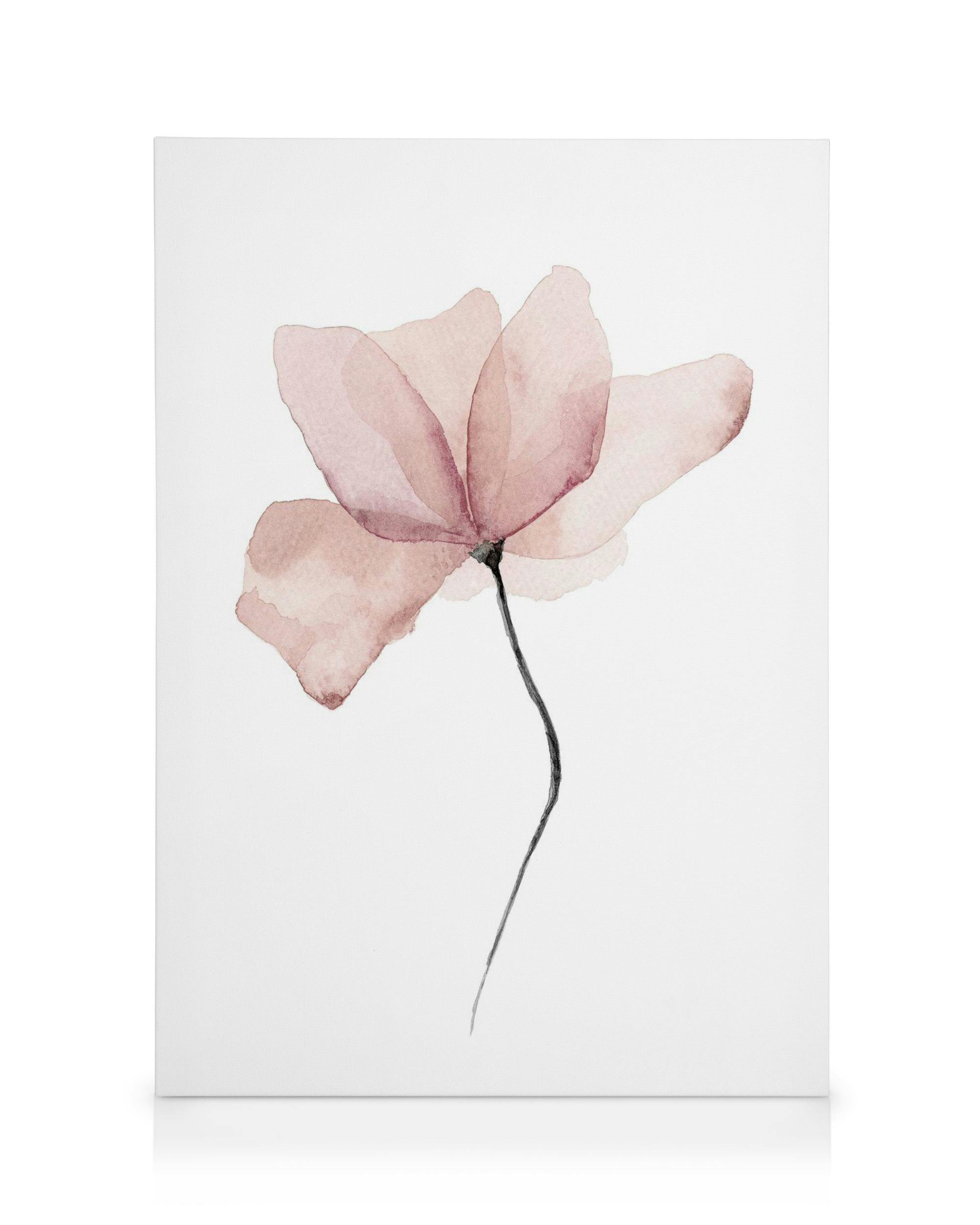 Stampa su tela con fiore rosa ad acquerello, petali trasparenti e stelo nero su sfondo bianco.