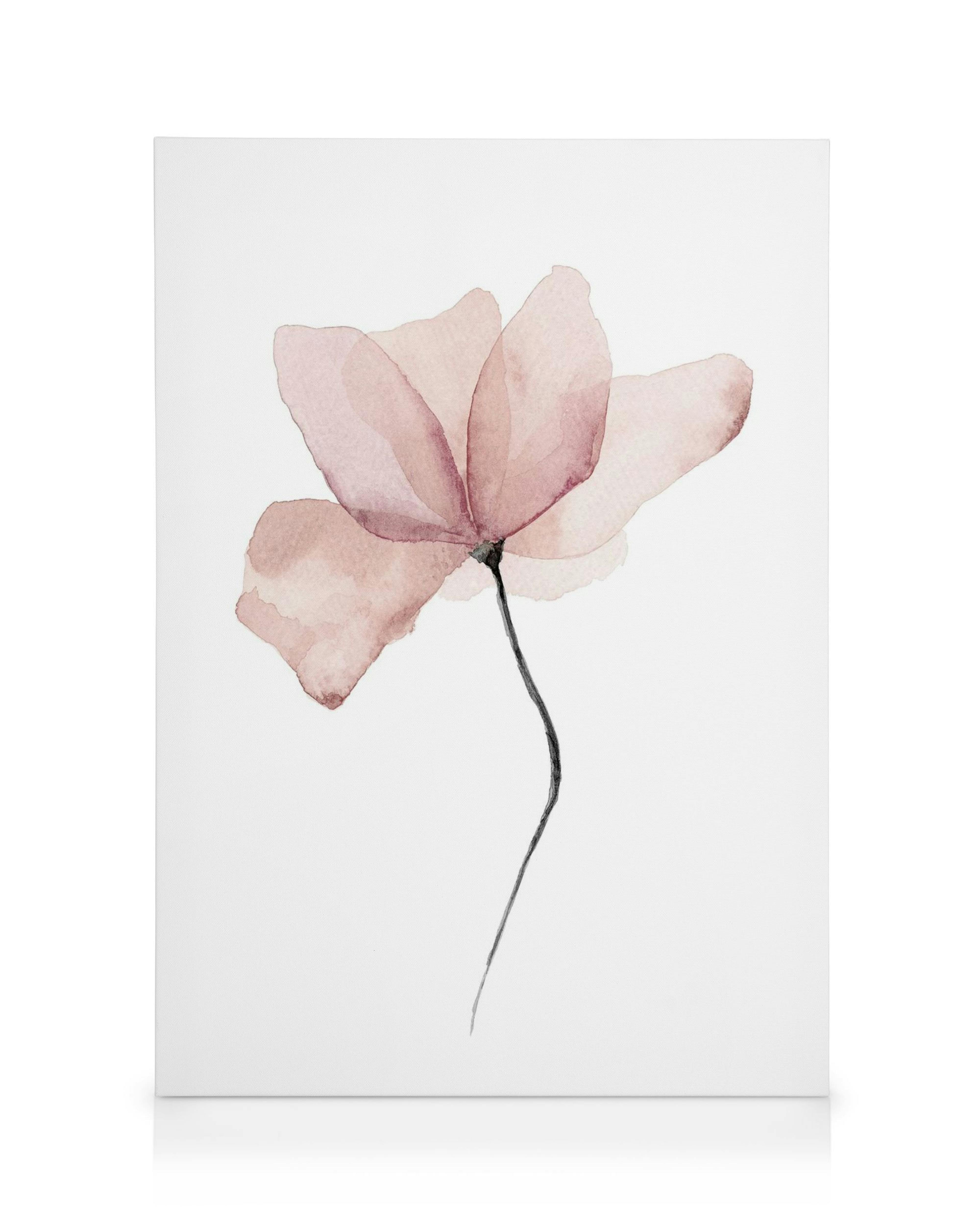 Stampa su tela con fiore rosa ad acquerello, petali trasparenti e stelo nero su sfondo bianco.