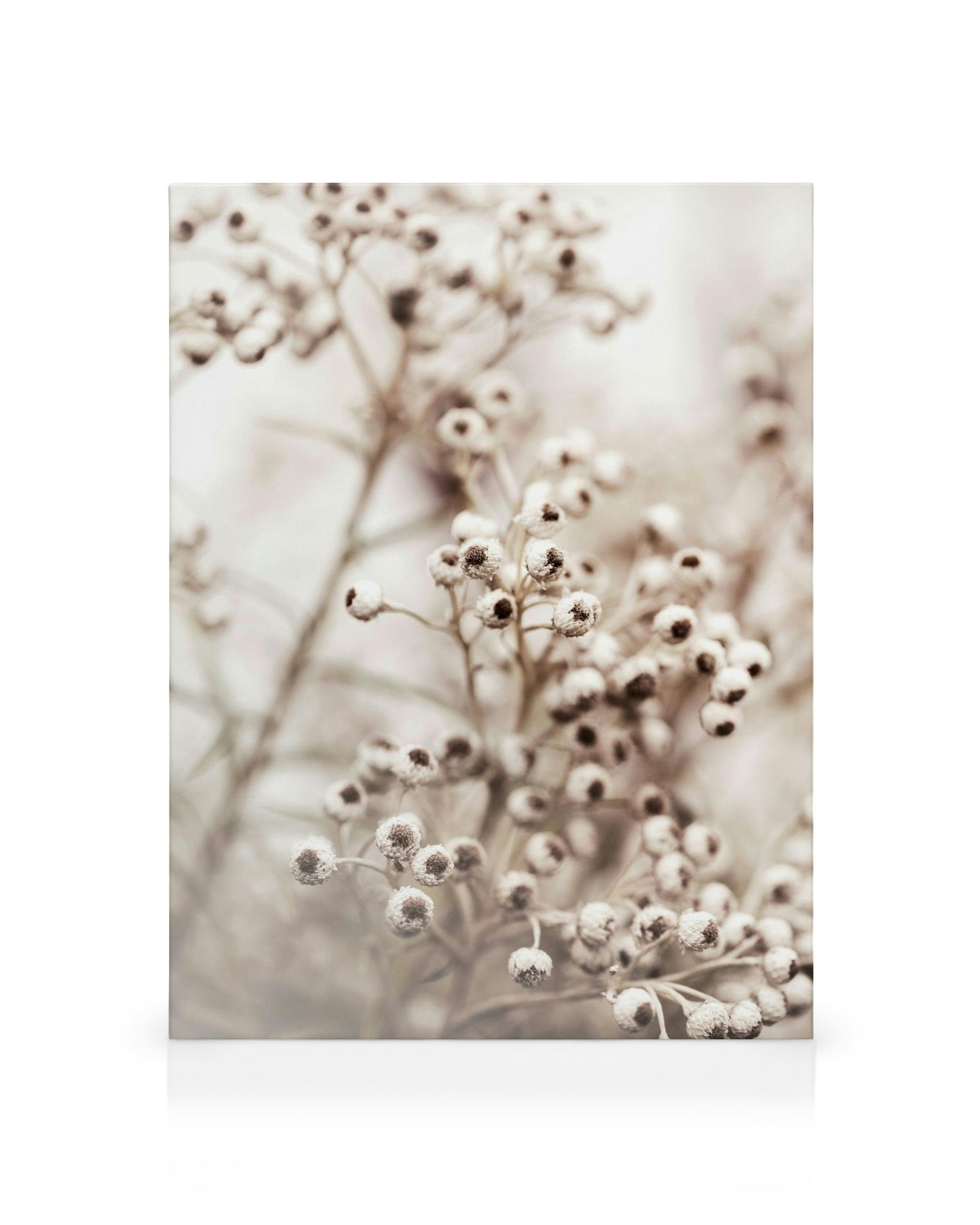 Toile Beige Botanical Bokeh No2, photo de plantes sèches en gros plan avec des têtes de graines texturées sur fond flou.