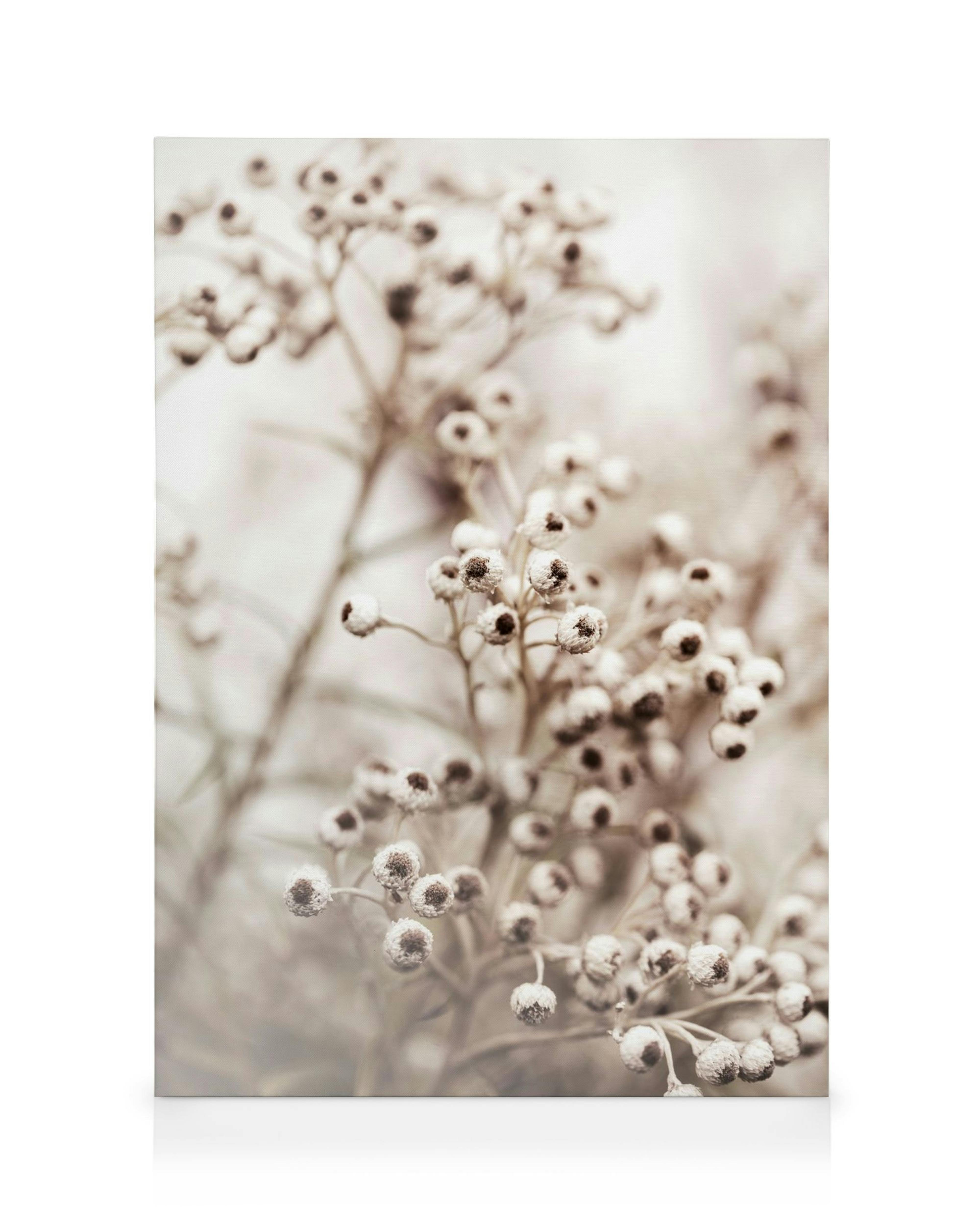 Botanische Leinwand mit beigen Blüten und Bokeh-Effekt, natürlicher Pflanzen-Print