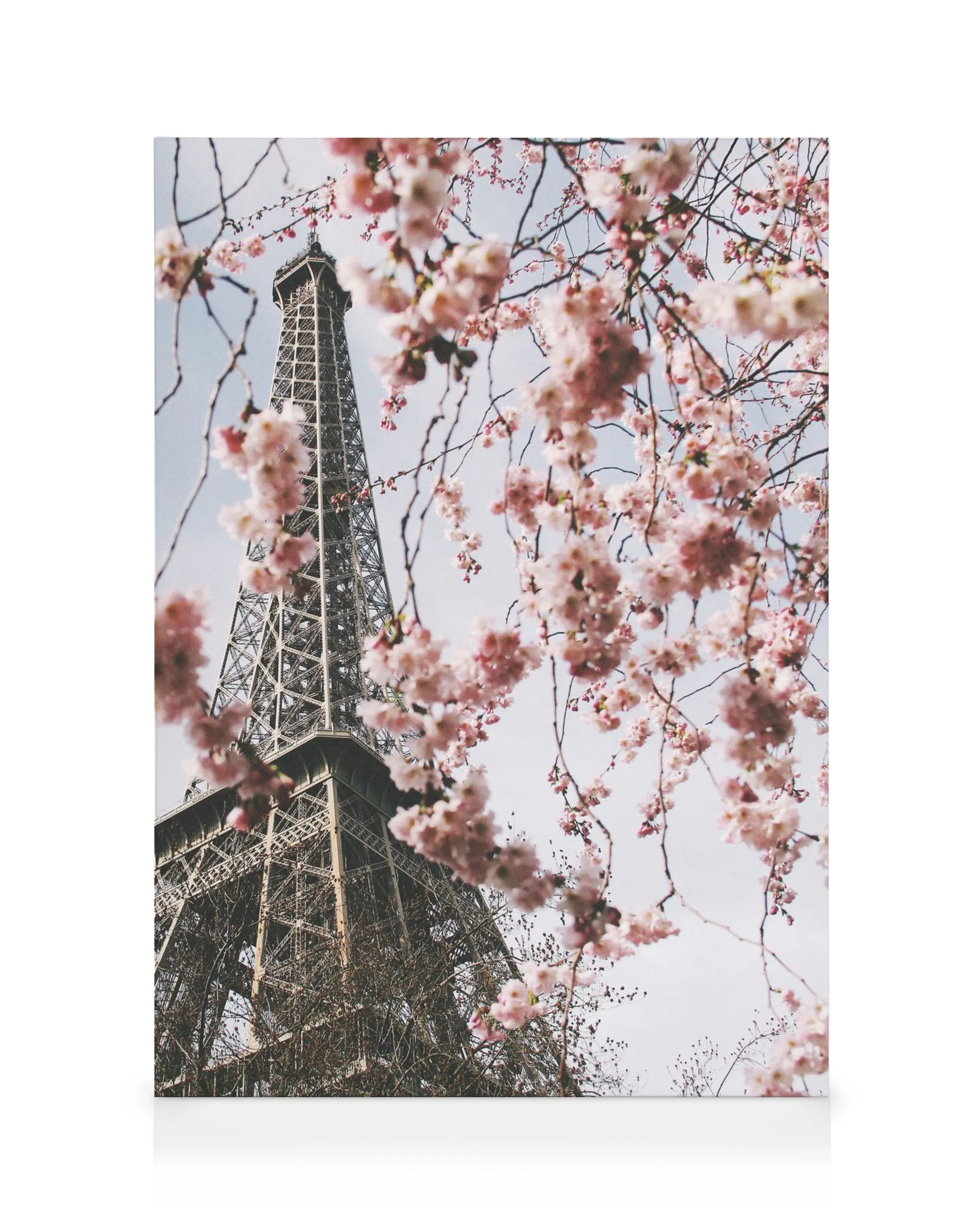 Eiffeltoren in Parijs met roze kersenbloesemtakken tegen een lichtblauwe lucht; canvas kunst.