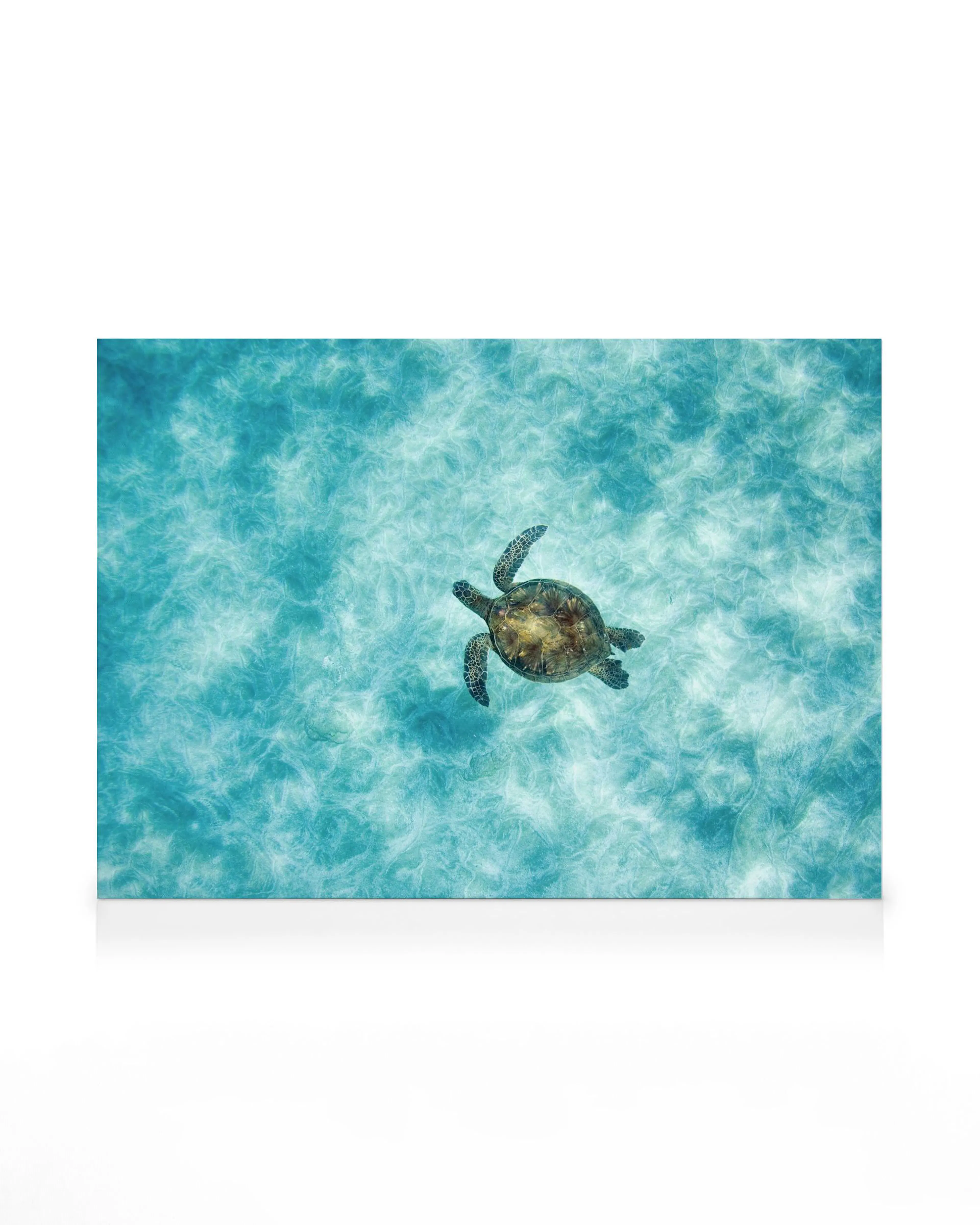 Zeeschildpad zwemt in helder turquoise water met zonnestralen die door het oppervlak schijnen op canvas.
