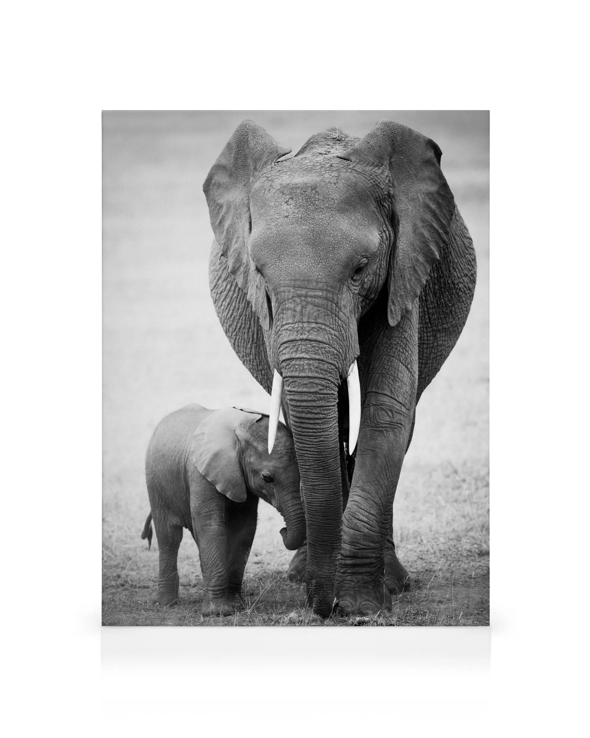 Black and white photograph of an elephant and baby elephant walking together in the desert, showcasing their loving bond.