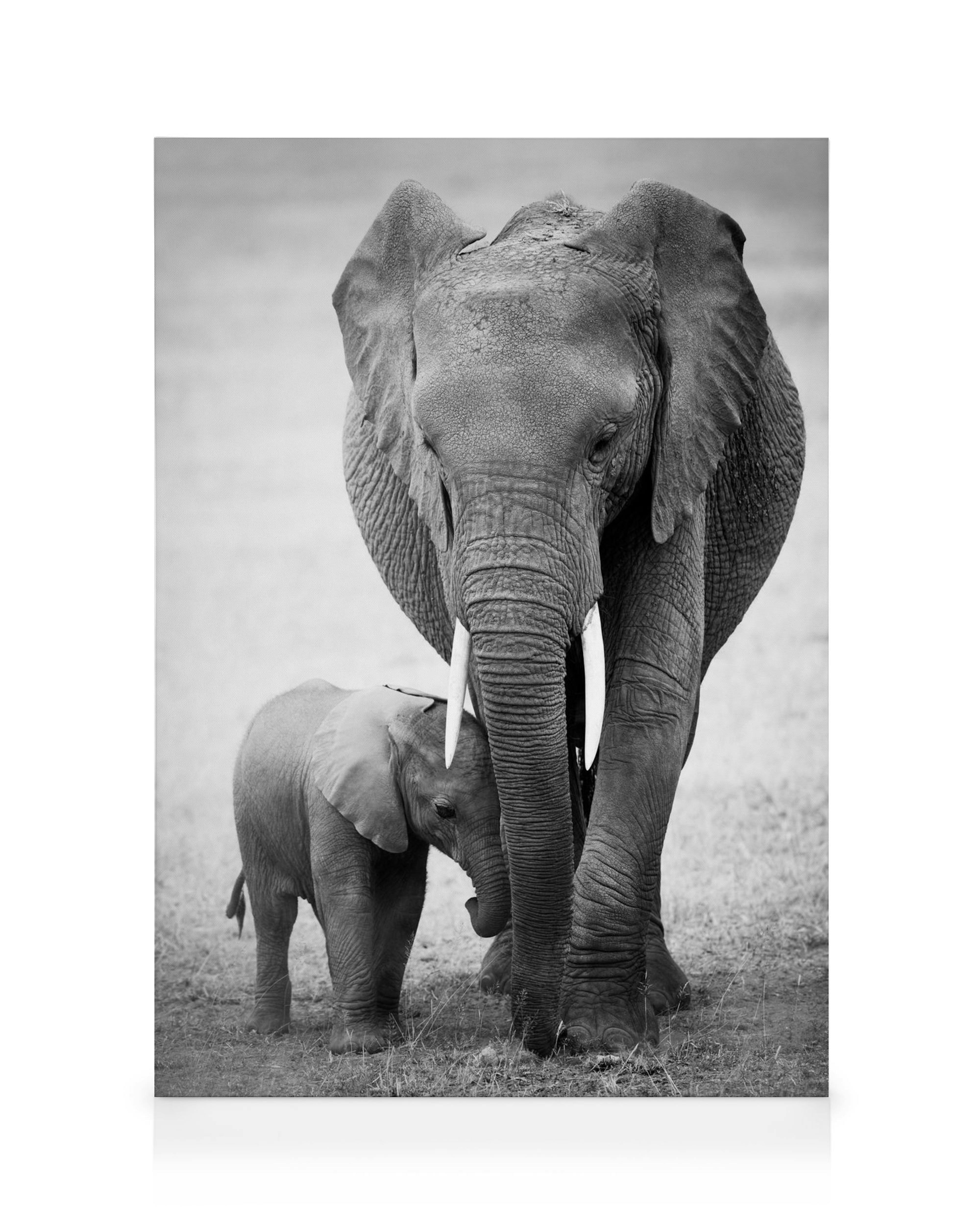 Toile noir et blanc dun éléphant adulte et son éléphanteau marchant dans le désert, typographie réaliste