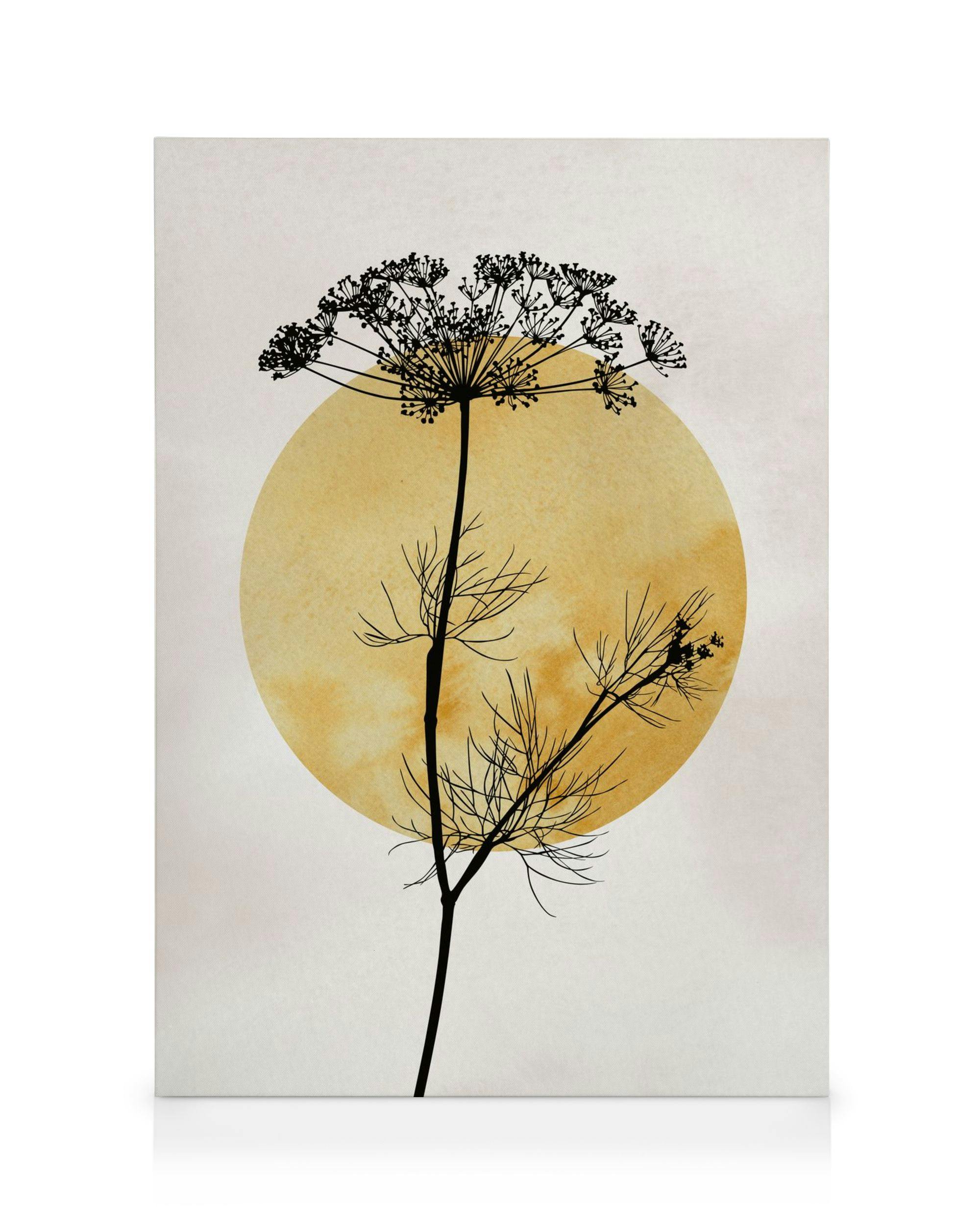 Canvas Prints Anthriscus Silhouette Canvas print (50x70 cm)