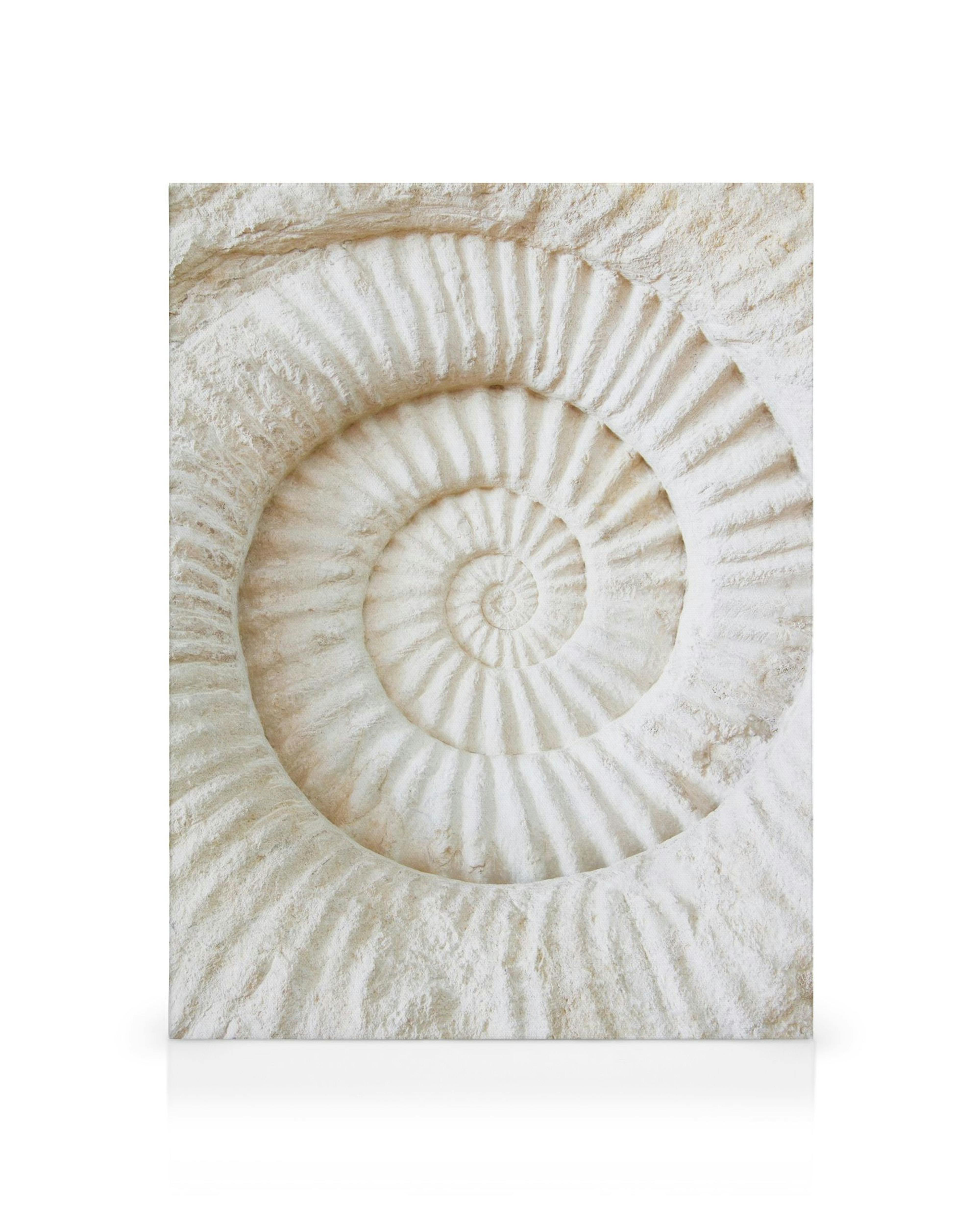 Weißes Ammonitenfossil mit geriffelter Spiralstruktur, natürliches paläontologisches Detail auf Leinwand.