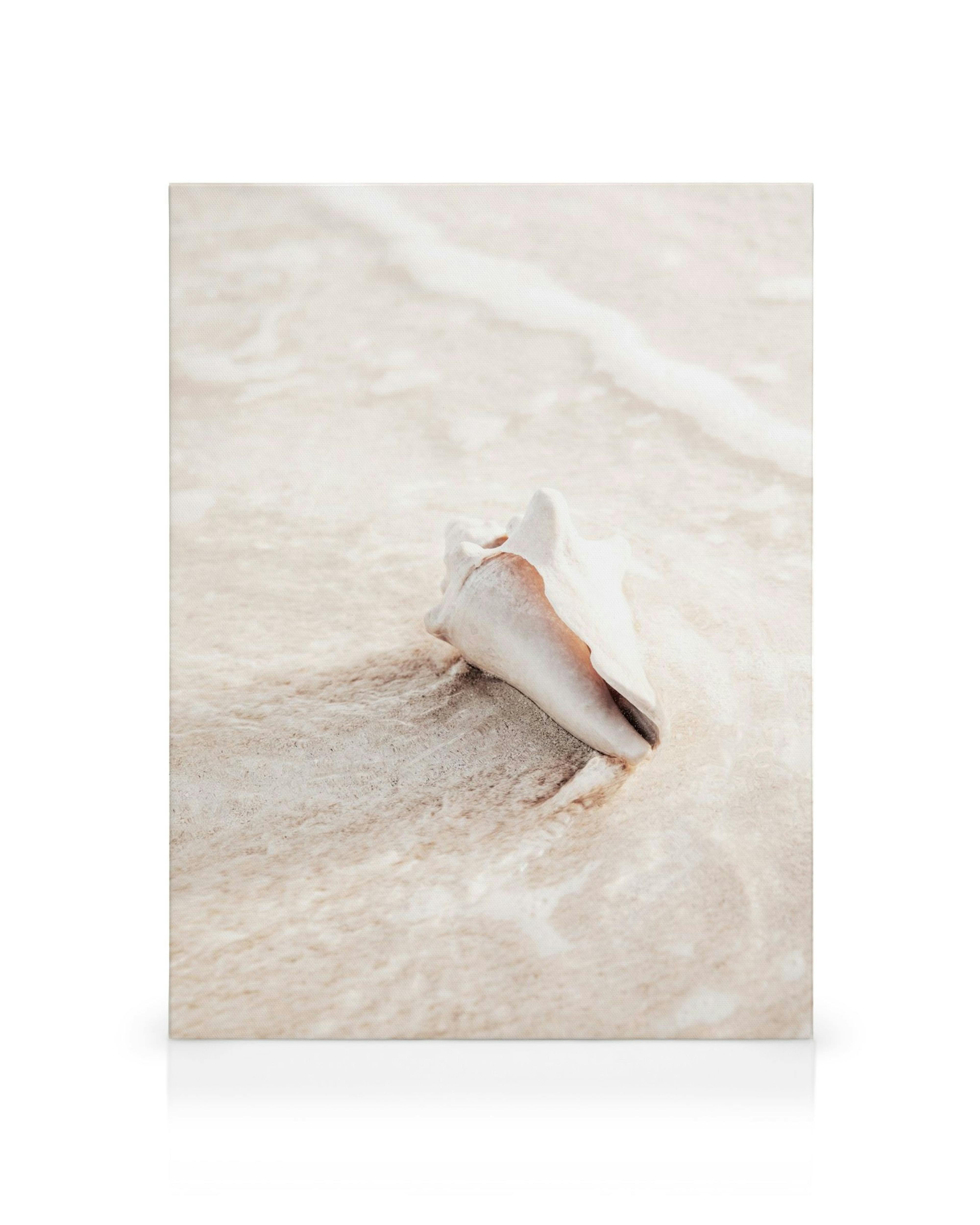 Fotografie einer beigen Muschel am sandigen Strand mit sanften Wellen im Vordergrund.