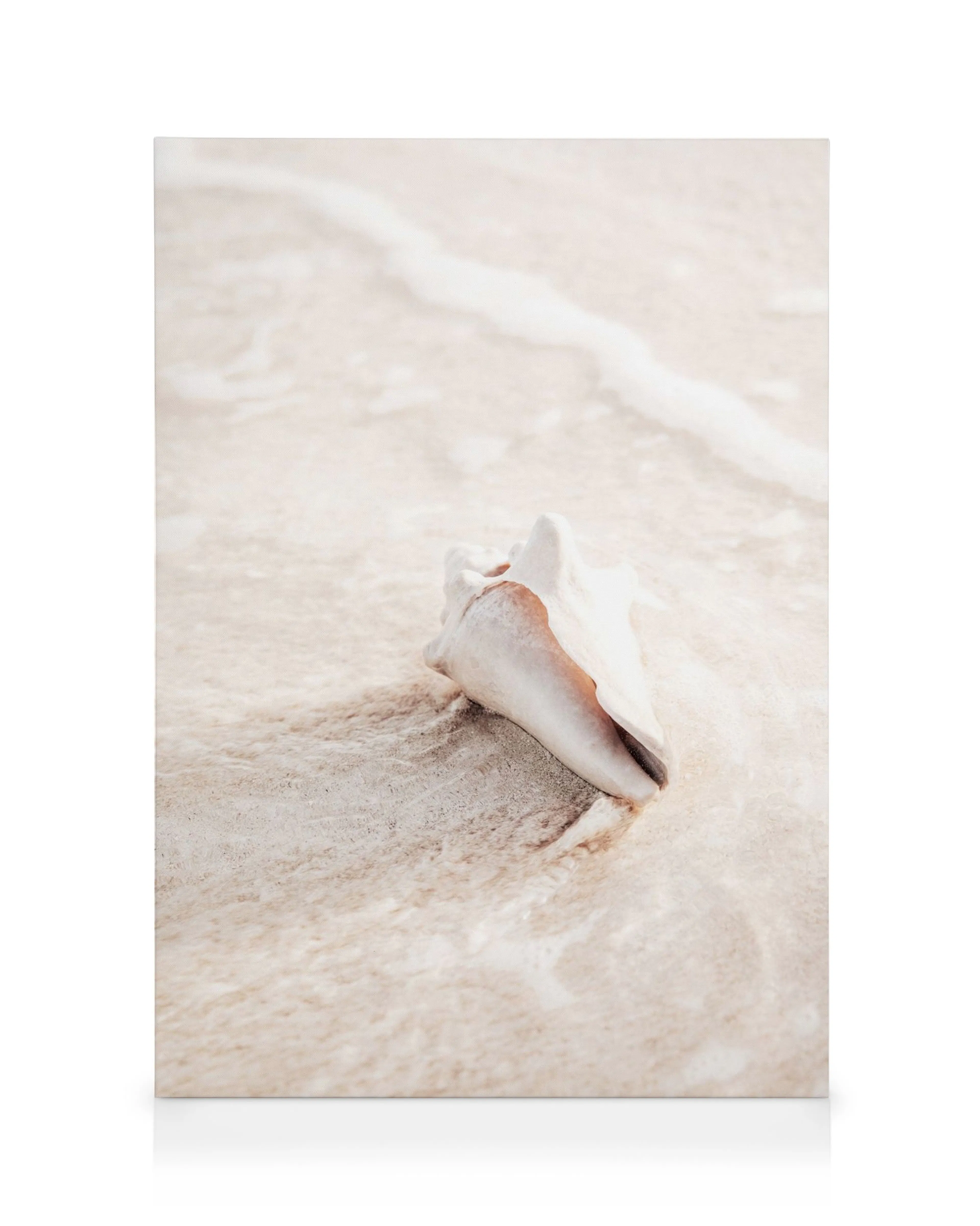 White seashell with brown spots on a sandy beach with white seafoam, natural coastal canvas art