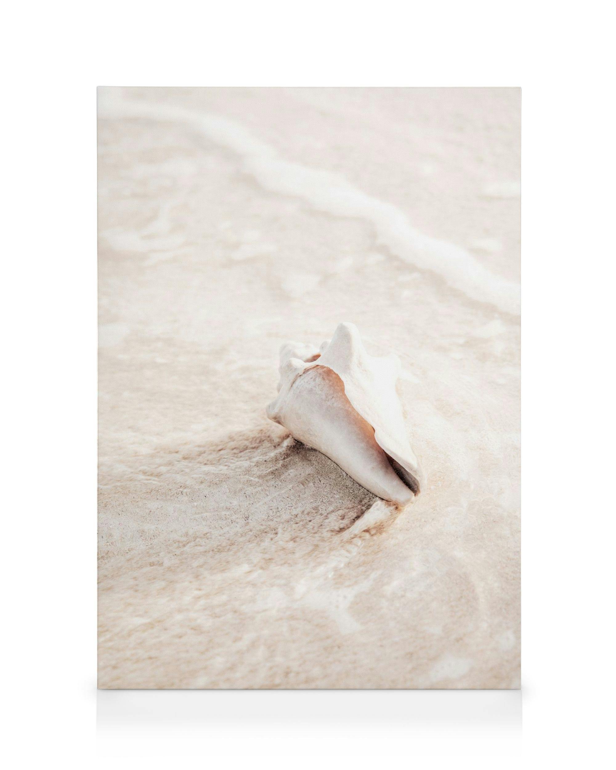 Weiße Muschel mit braunen Flecken im Sand am Strand, umspült von weißem Meerschaum, Naturmotiv.