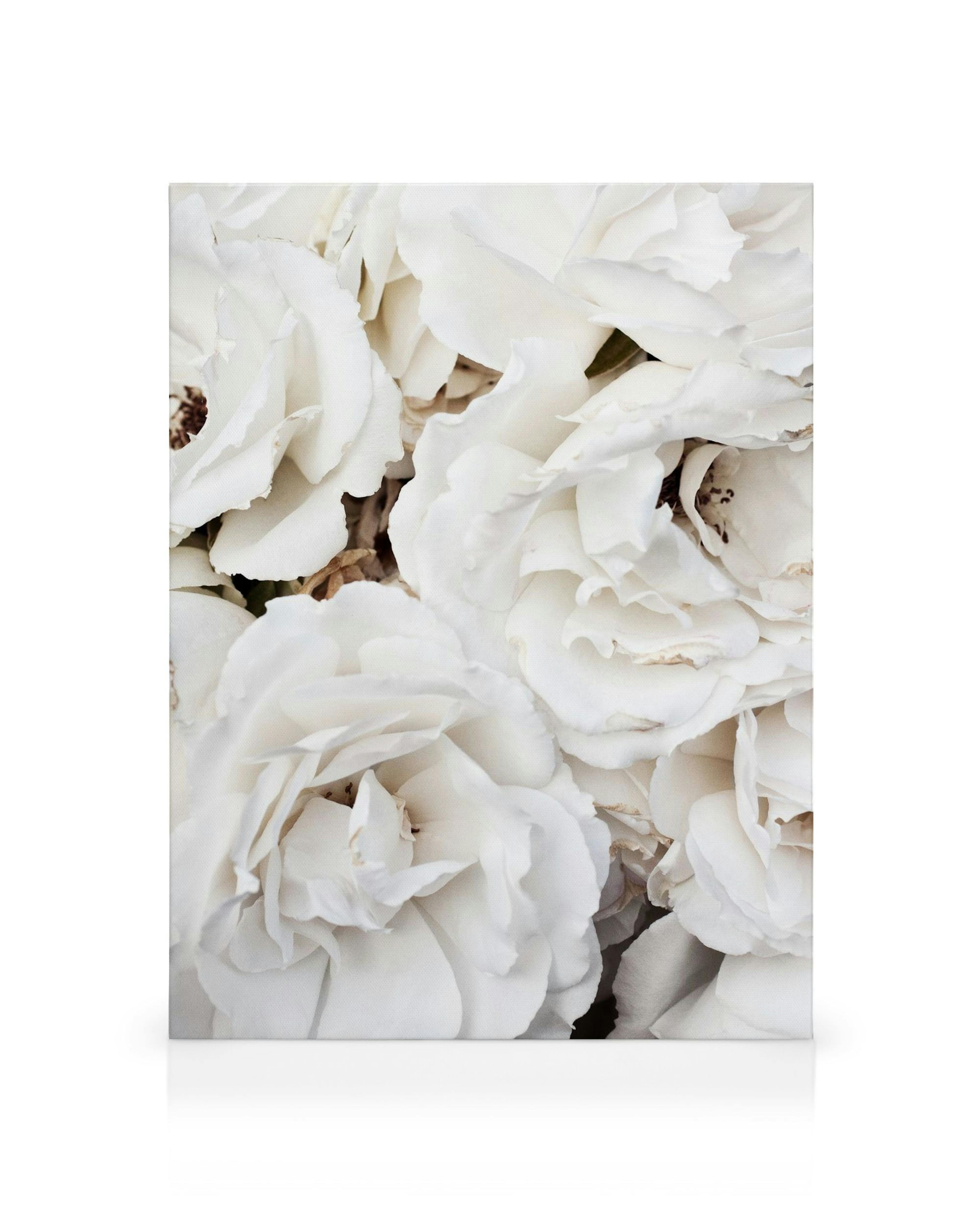 Canvas met close-up van witte rozenblaadjes, elegant en zacht, tegen een crème achtergrond.