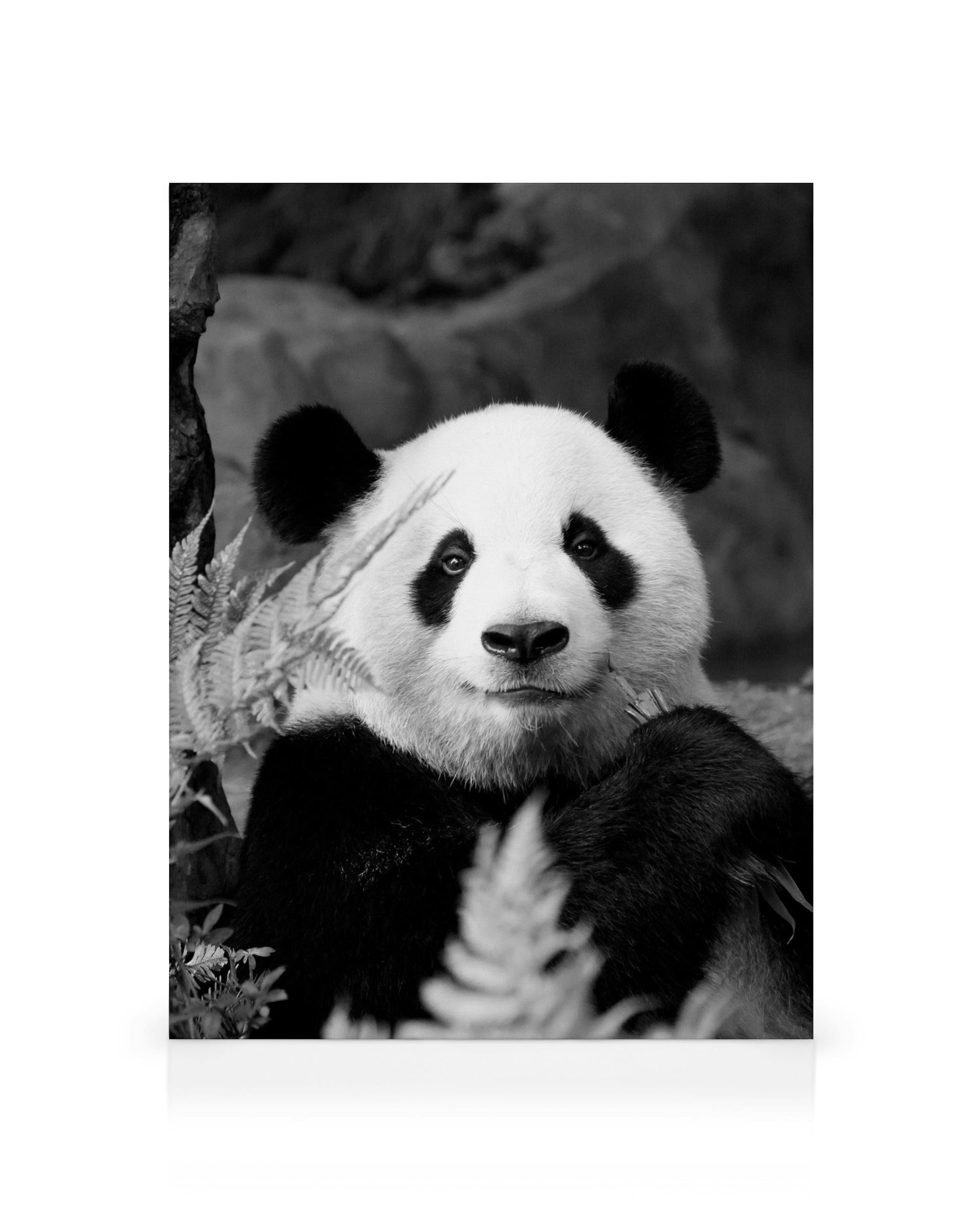 Stampa su tela in bianco e nero di un panda gigante seduto tra le piante. Arte murale animale.