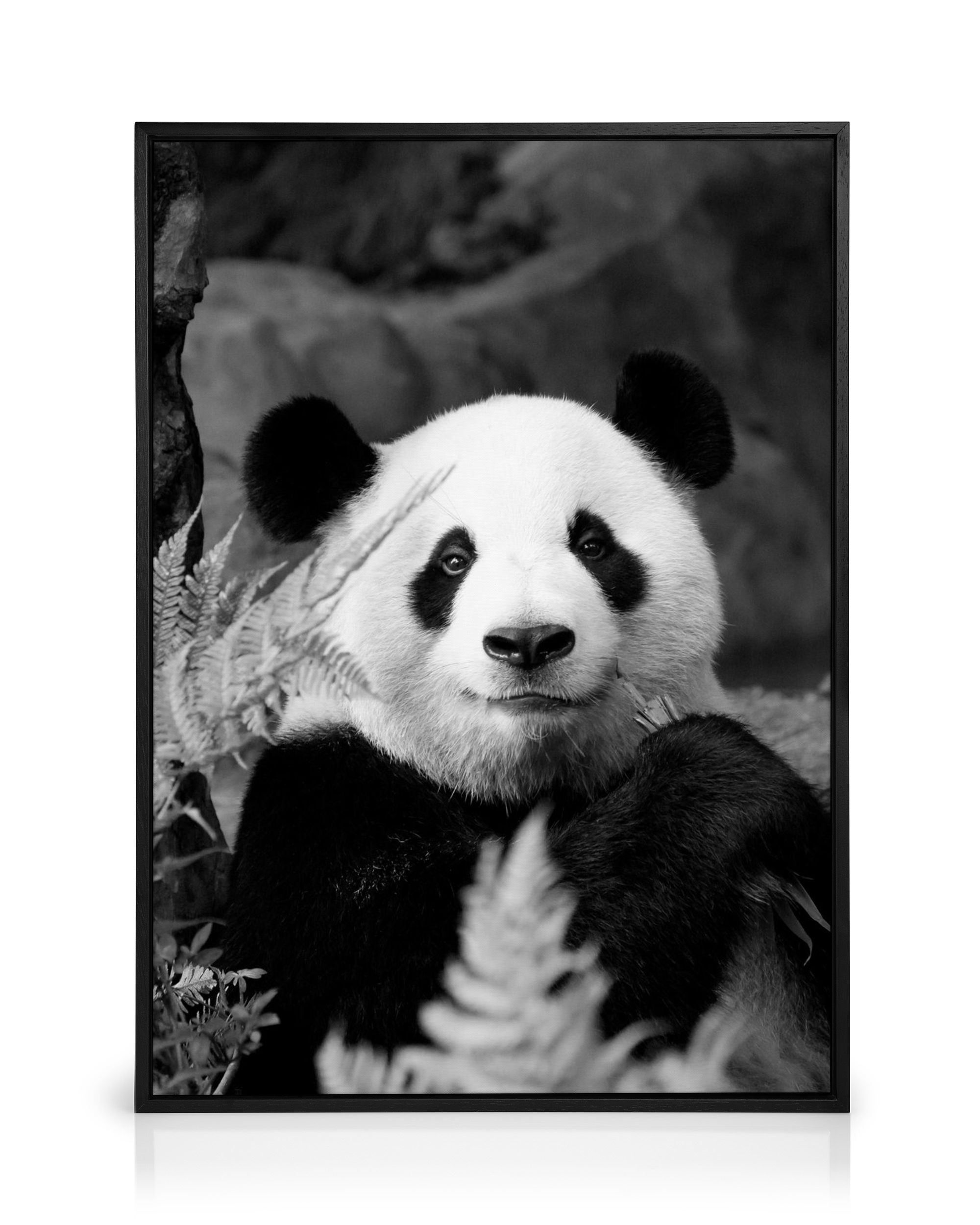 Giant Panda Canvas Print – Black and White Wall Art | Desenio
