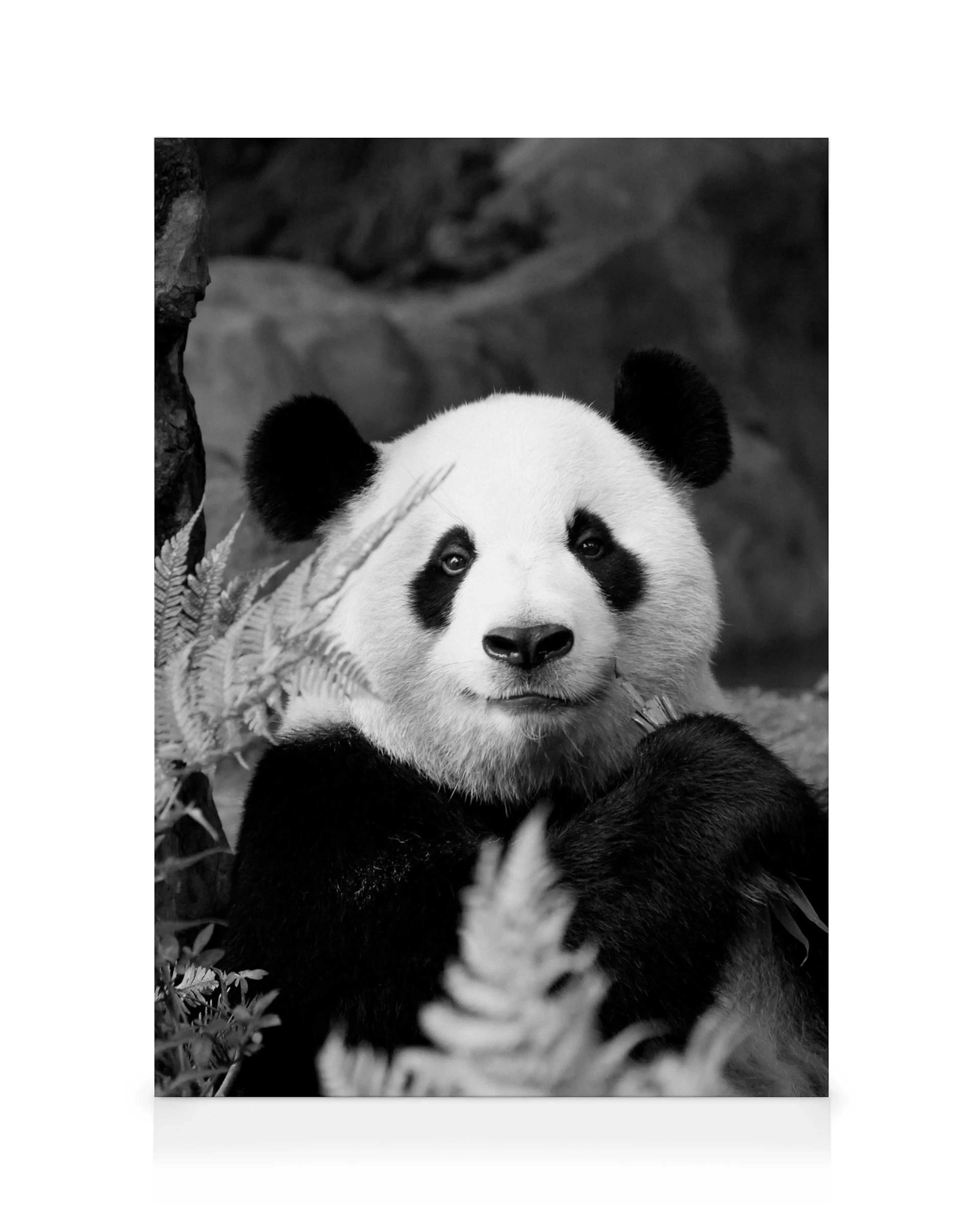 Monochrome giant panda canvas print, black and white panda bear with ferns, animal art for home decor.