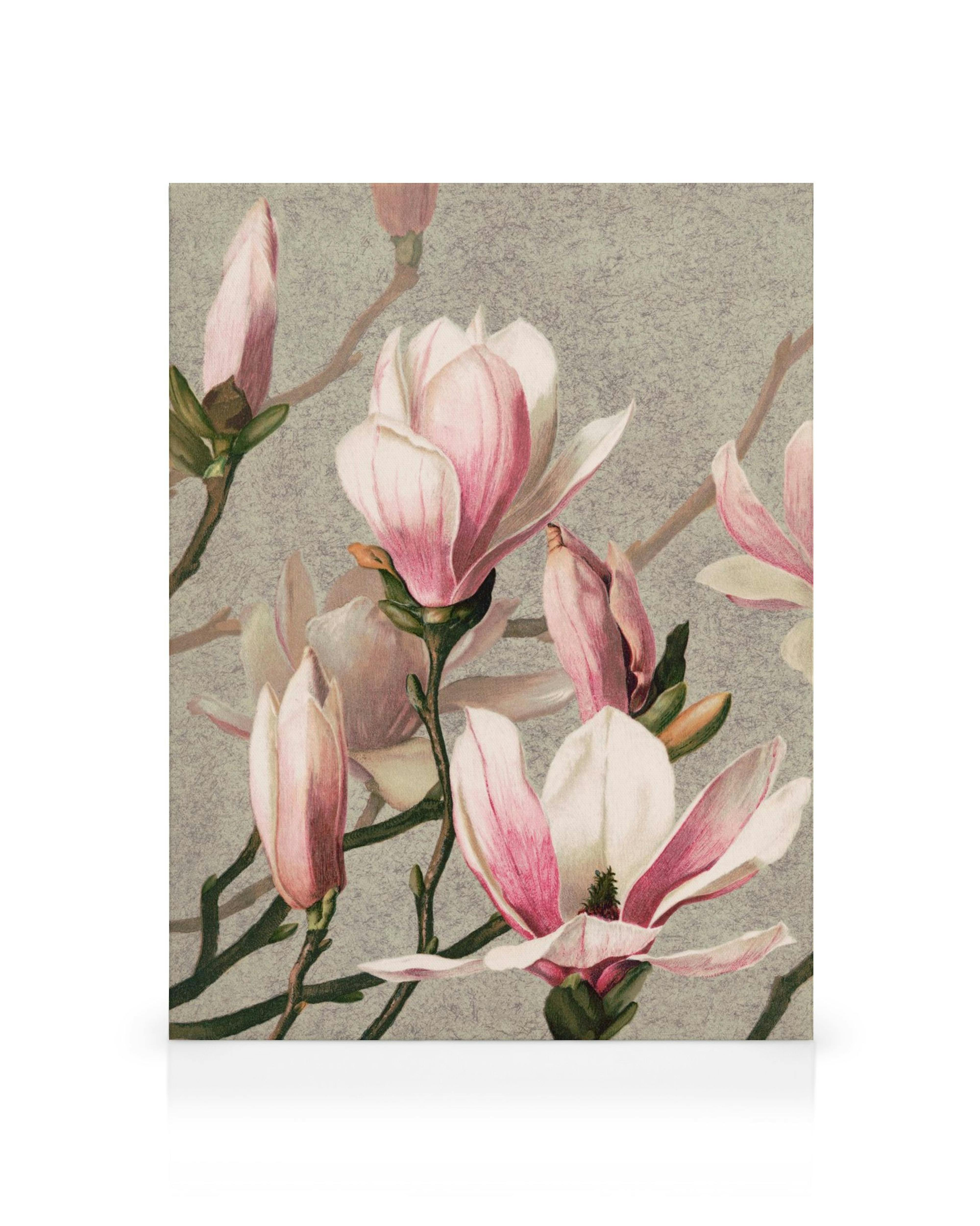 Canvas met roze en witte magnoliabloemen op een grijze achtergrond, bloeiende lente flora.