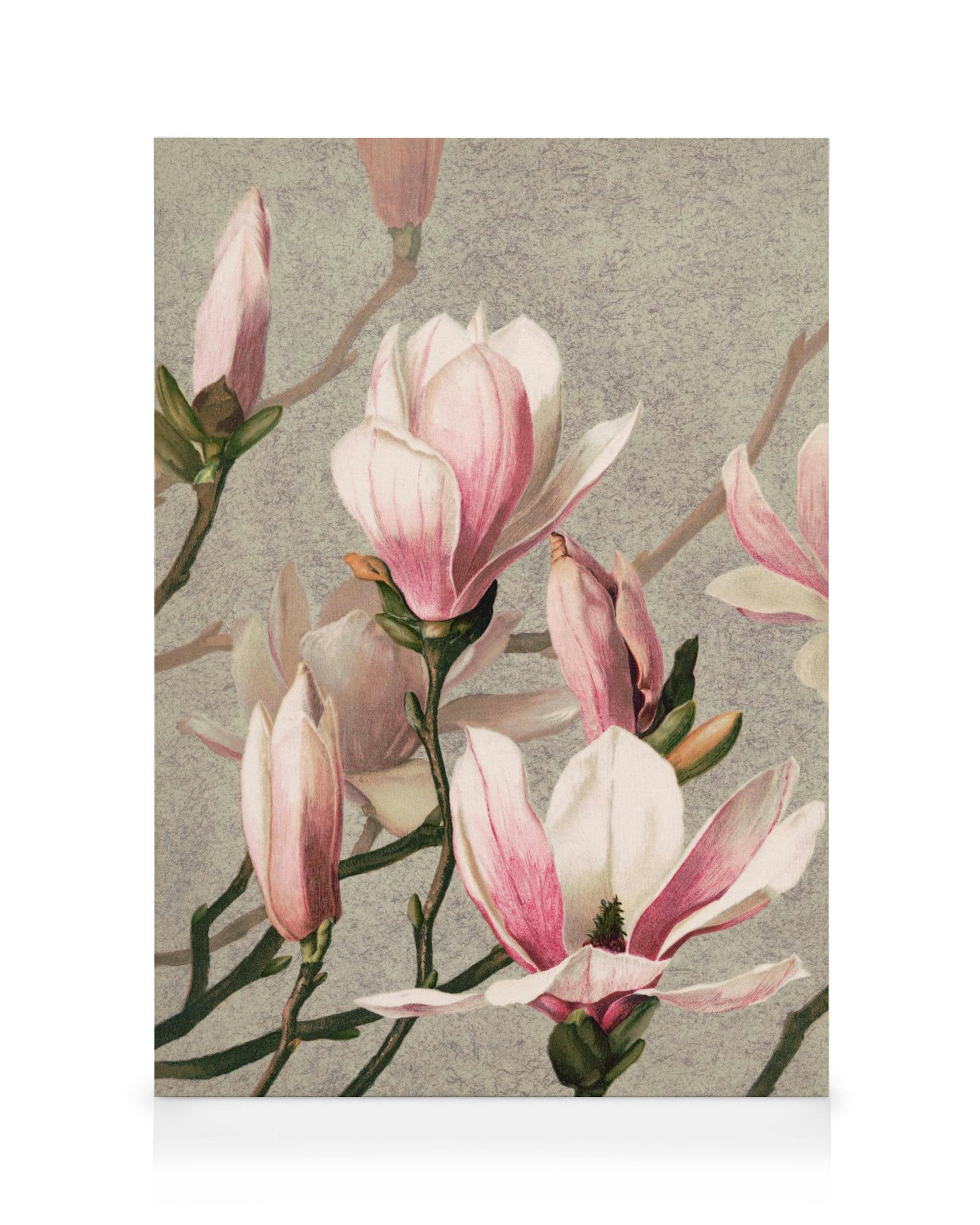 Magnolioita kuvaava kanvaasi, jossa vaaleanpunaiset ja valkoiset kukat avautuvat harmaalla taustalla. Realistinen, yksityiskohta