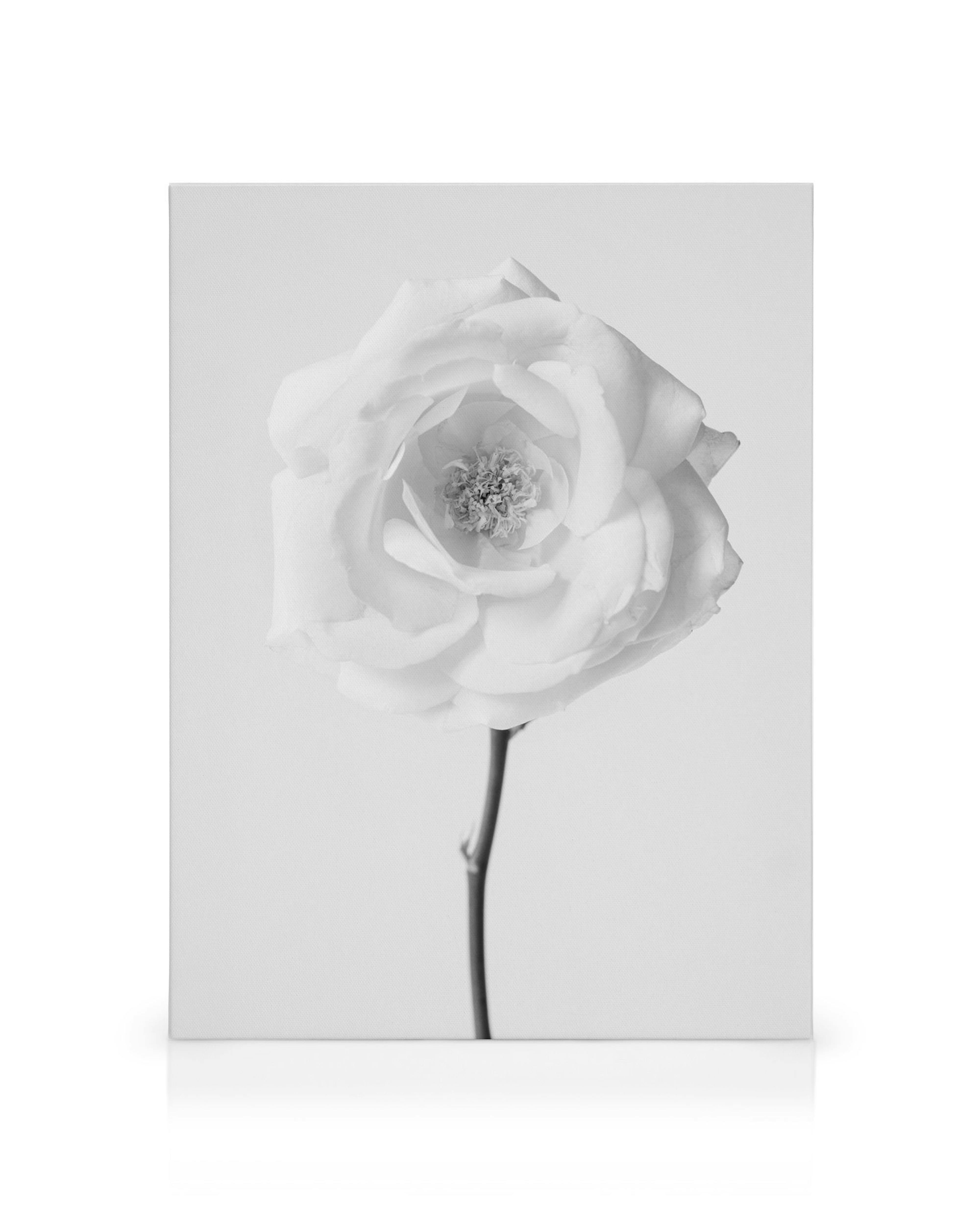 Toile noir et blanc dune rose unique aux nombreux pétales, sur fond gris uni. Photographie artistique.