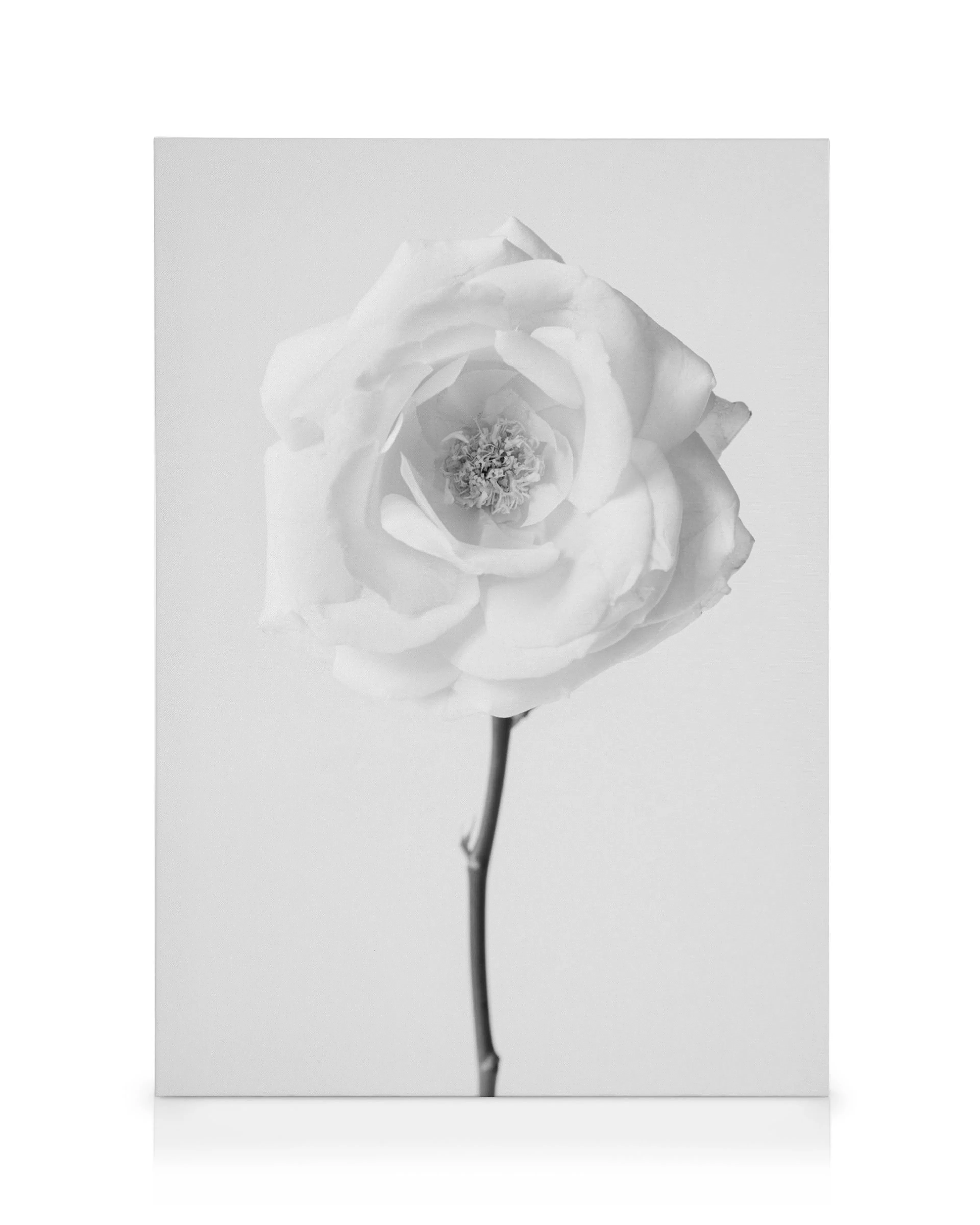 Black and white photo of a delicate rose on a thin stem, petals soft against a smooth background, minimalist decor.