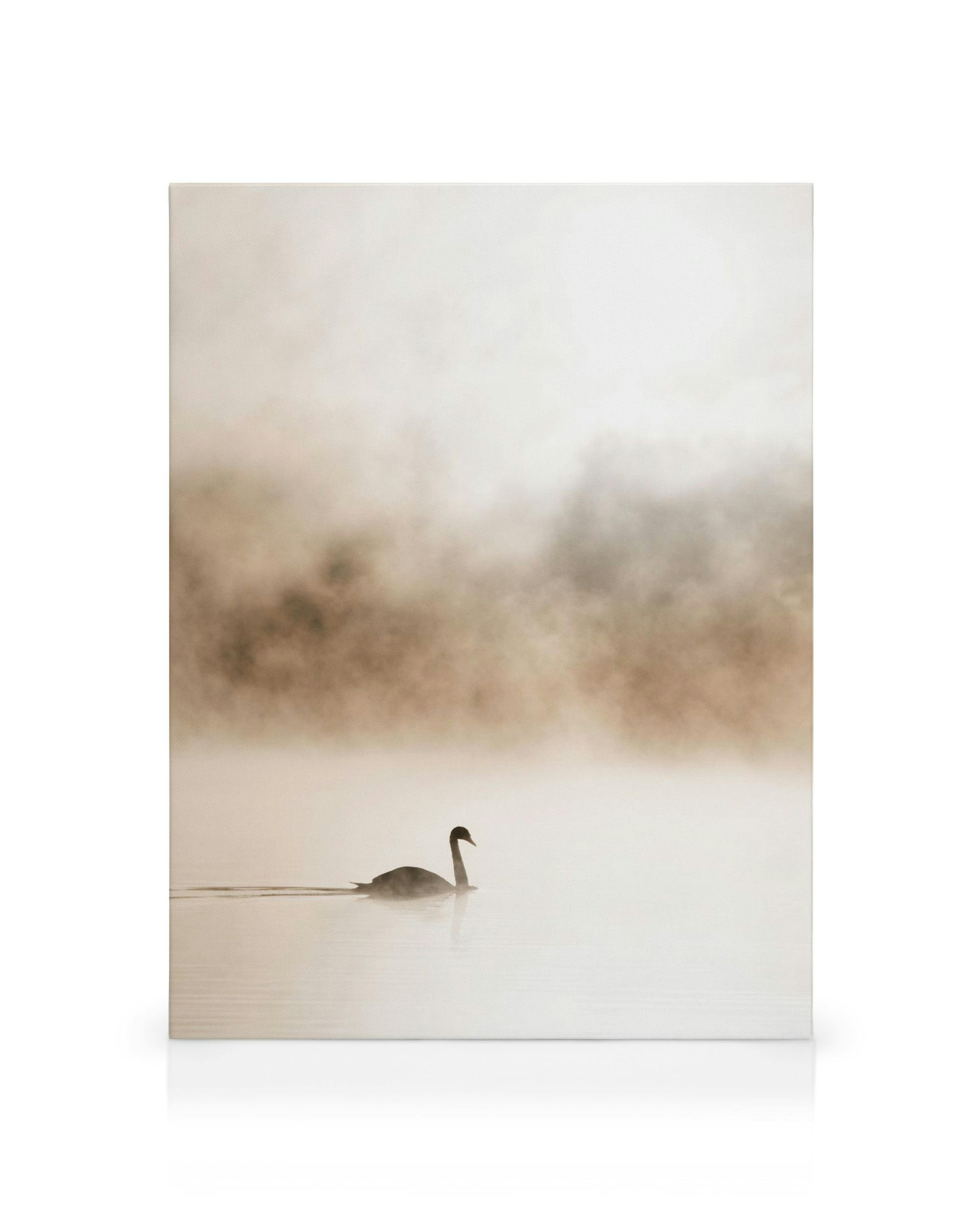 Svart svane på stille, tåkete vann i duse beige og hvite toner. Rolig og fredfull lerretskunst.