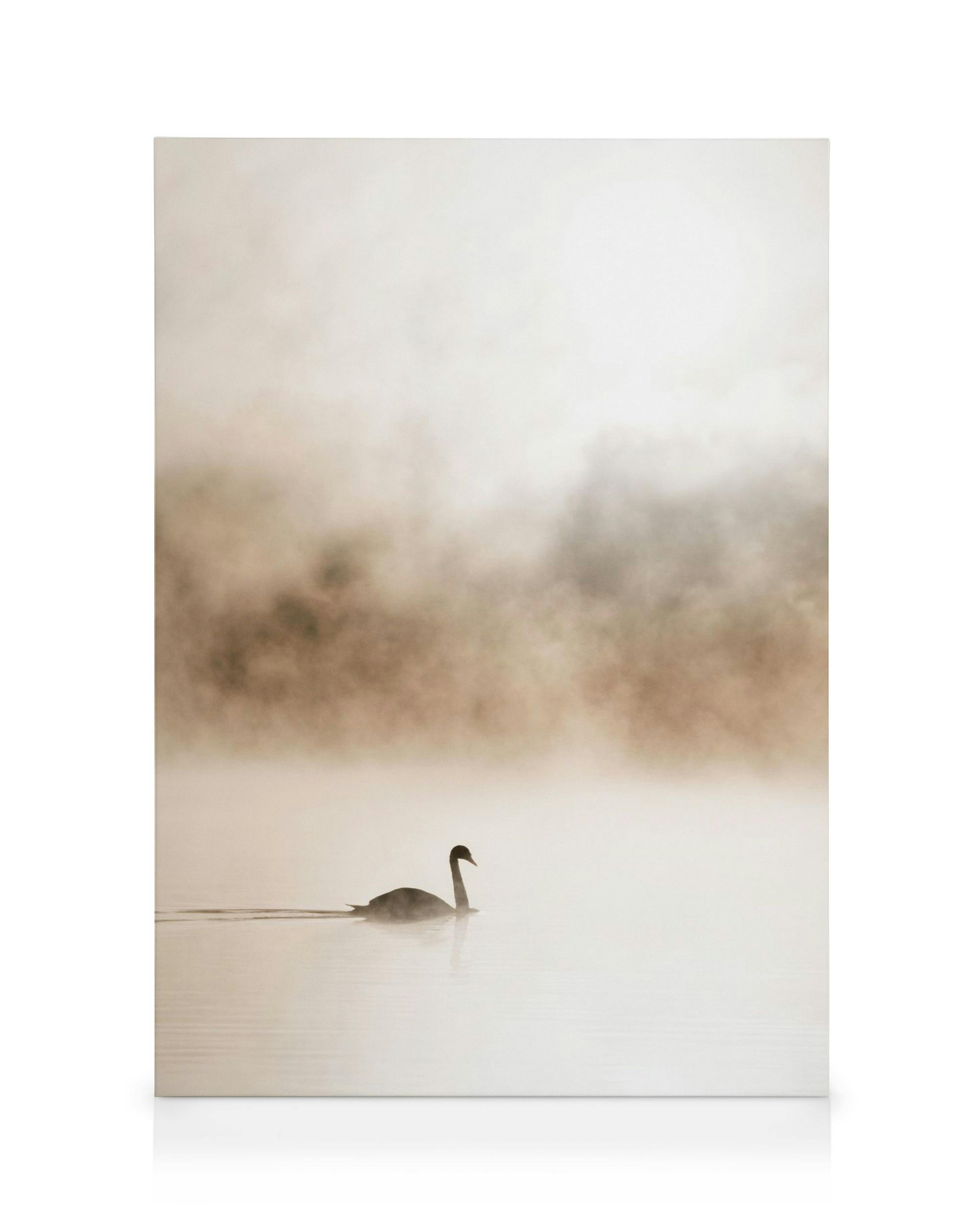 Gliding swan canvas print with a dark silhouette of a swan on a peaceful foggy lake, evoking serenity.