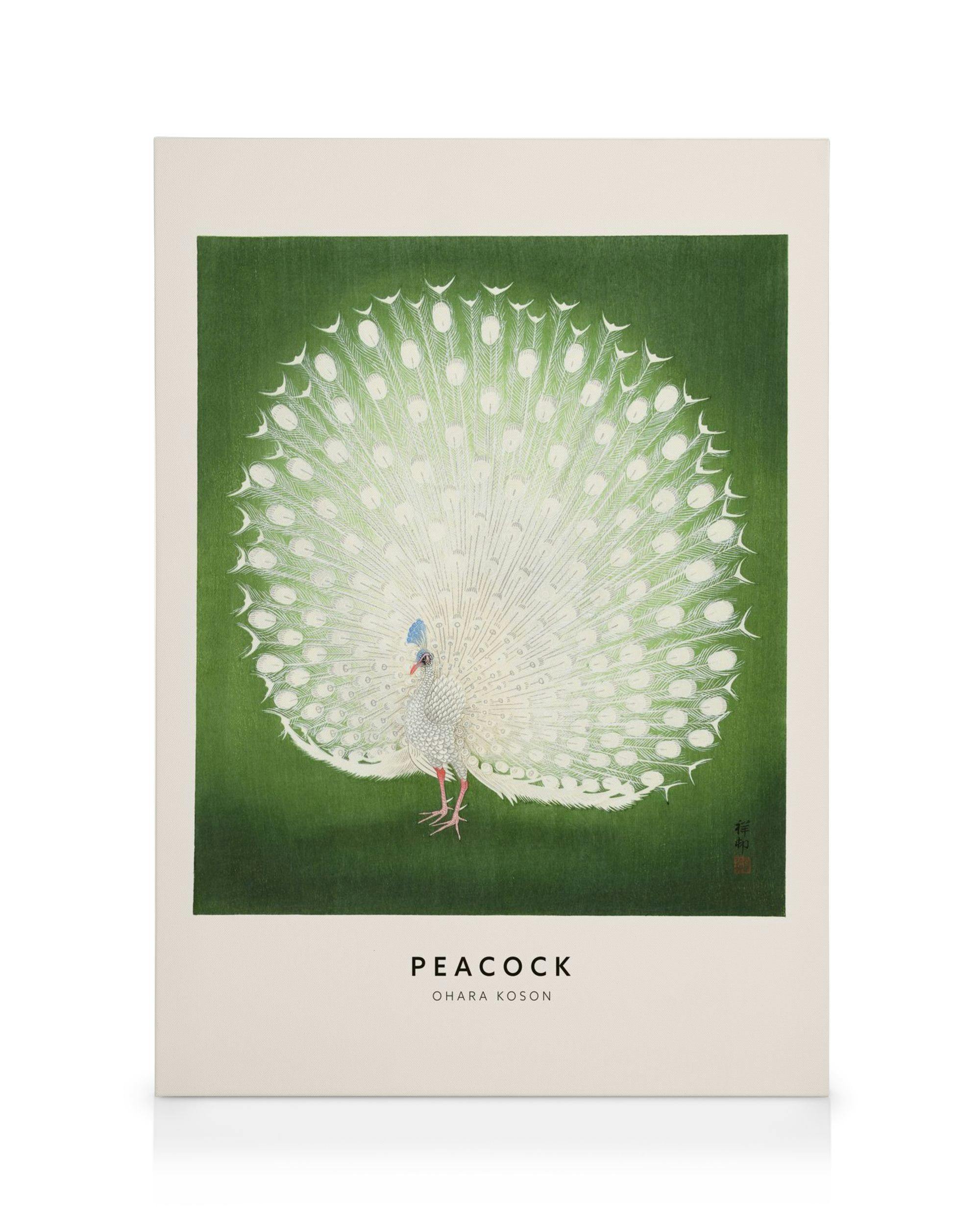 Ohara Koson lerret med hvit påfugl med utslått hale mot grønn bakgrunn. Japansk kunst, fuglemotiv.