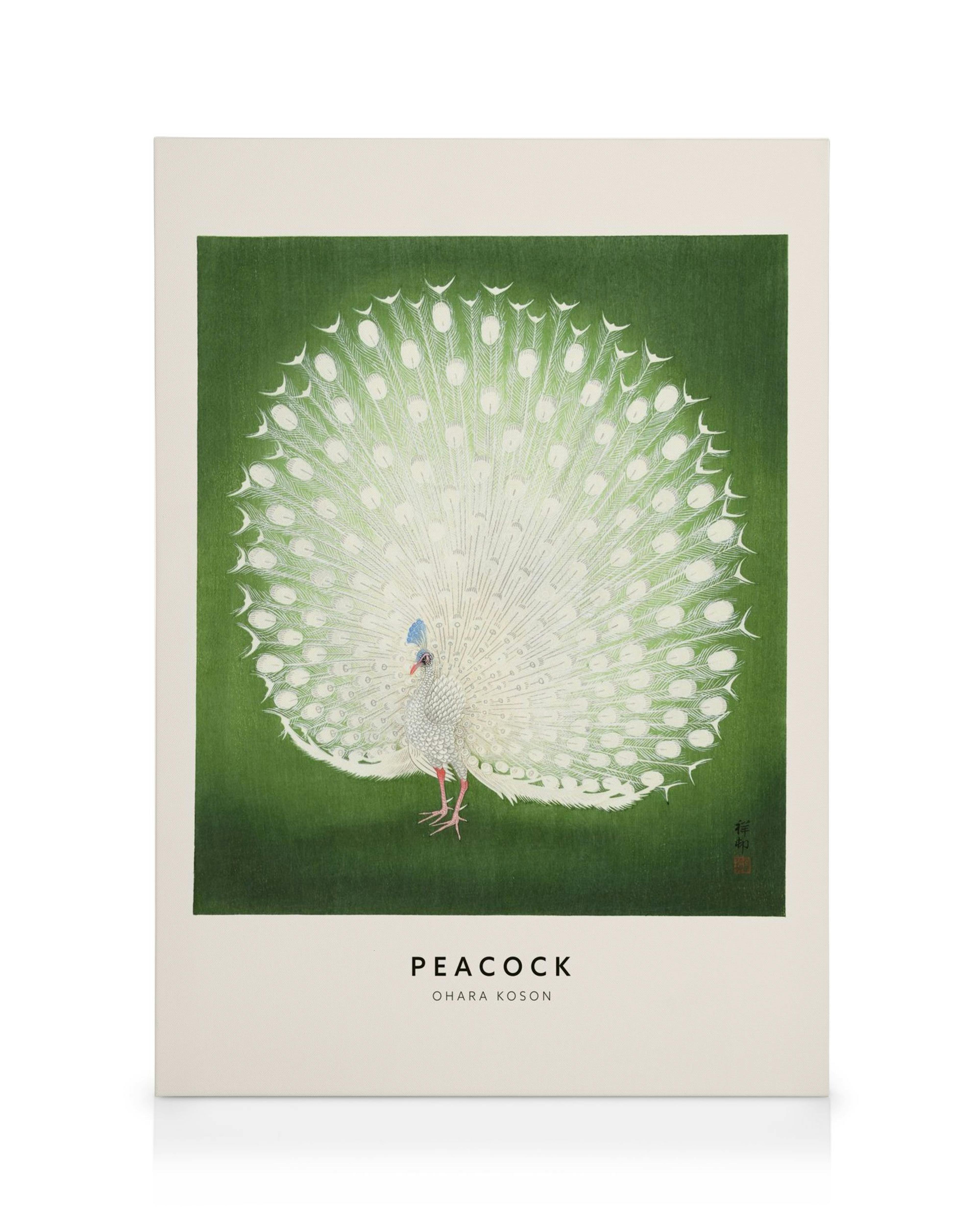 Ohara Koson lerret med hvit påfugl med utslått hale mot grønn bakgrunn. Japansk kunst, fuglemotiv.