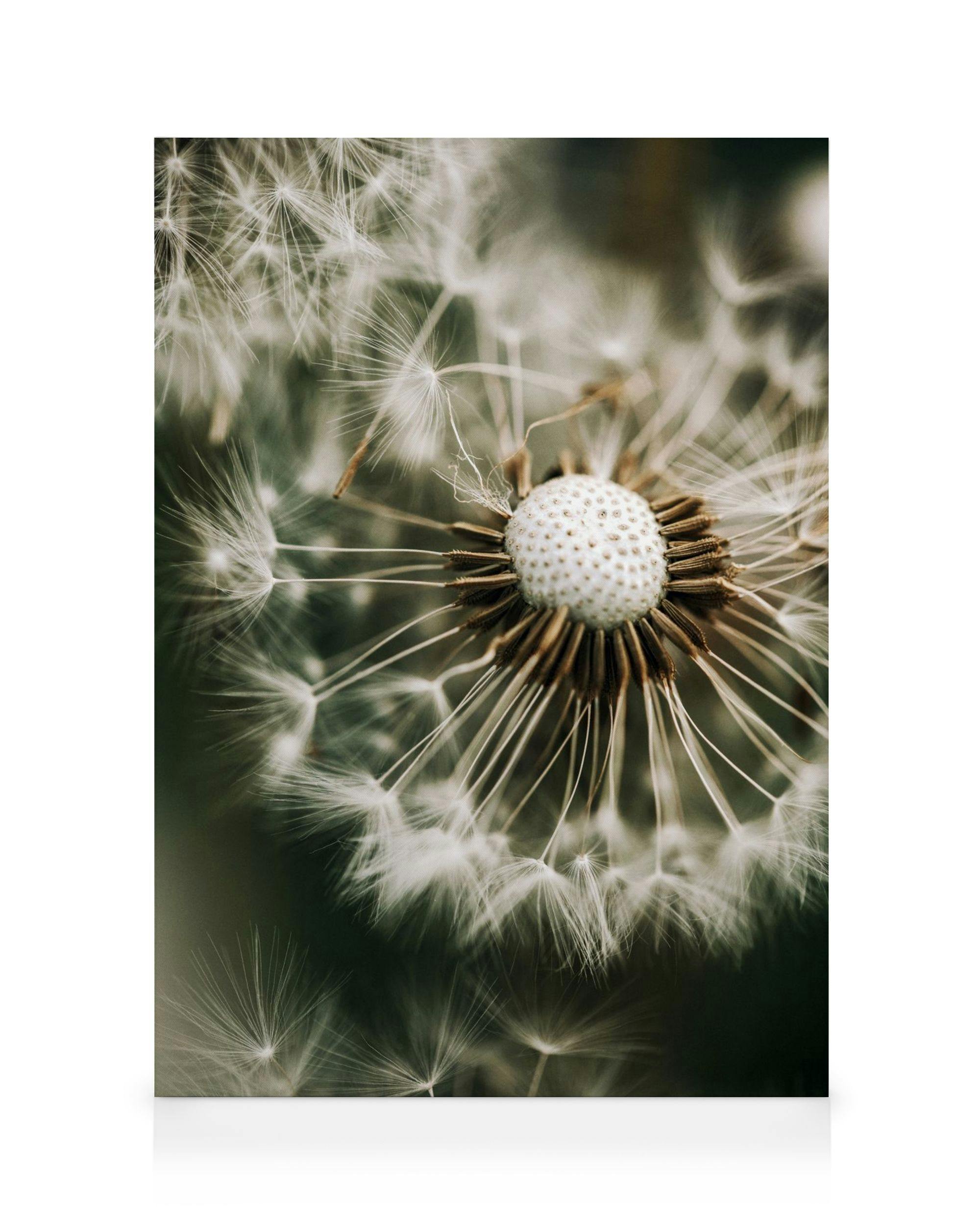 Canvas Prints Dandelion in Green Canvas print (50x70 cm)