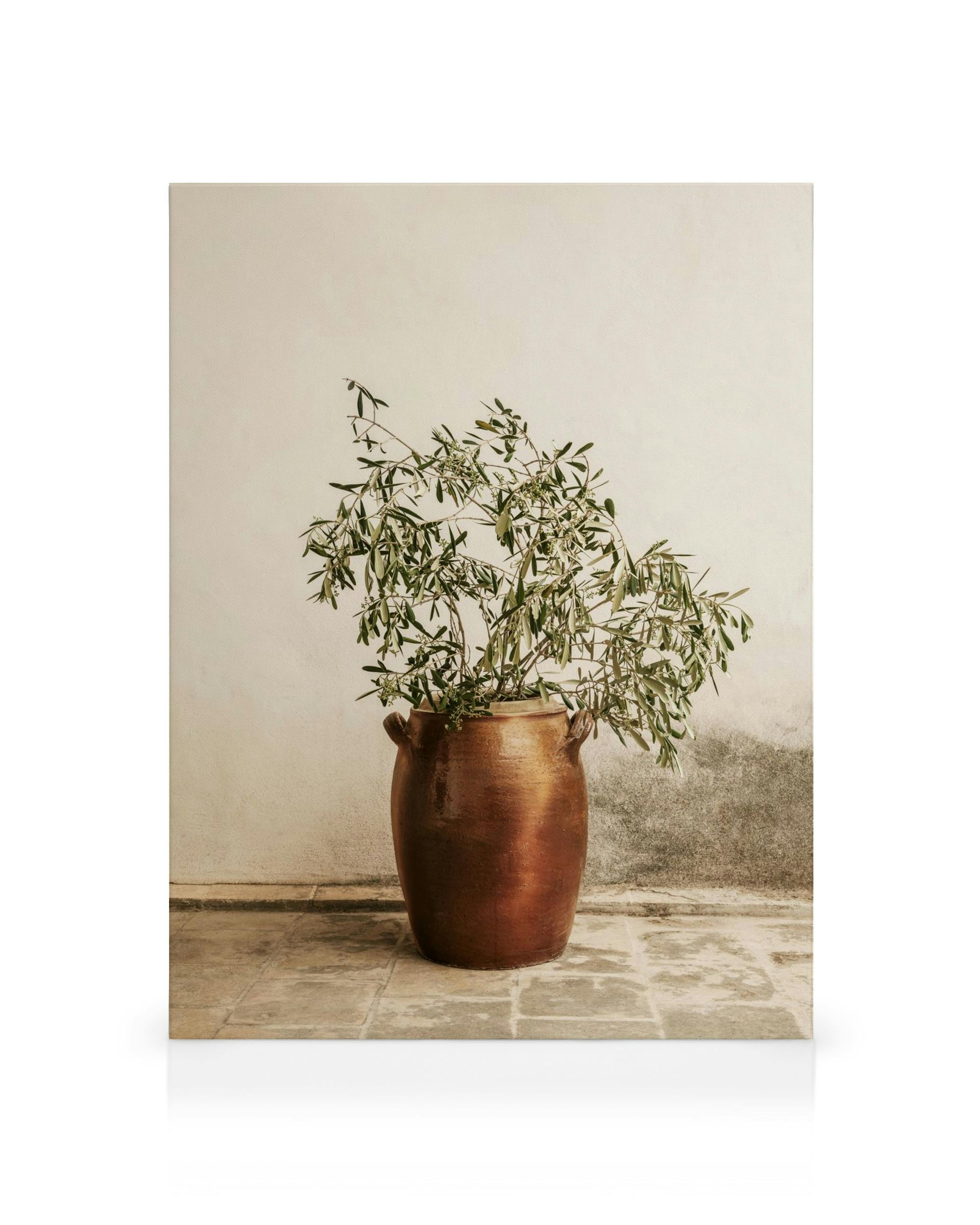 Rustikales Leinwandbild: Eine Topfpflanze mit Olivenzweigen in einem braunen Topf auf gefliestem Boden vor einer cremefarbenen W