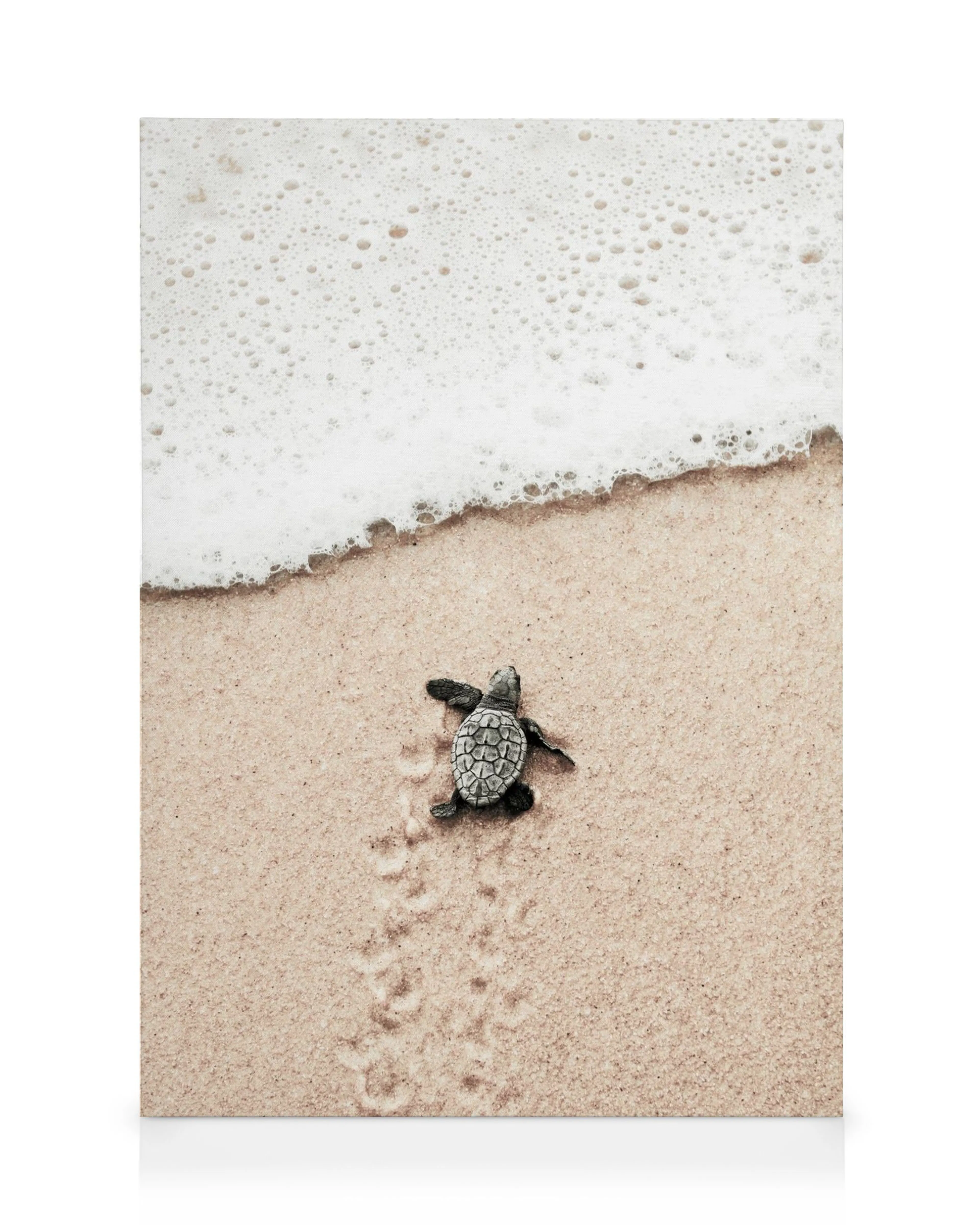 Kleine Schildkröte mit grauem Panzer krabbelt am Sandstrand auf das schäumende Meer zu.