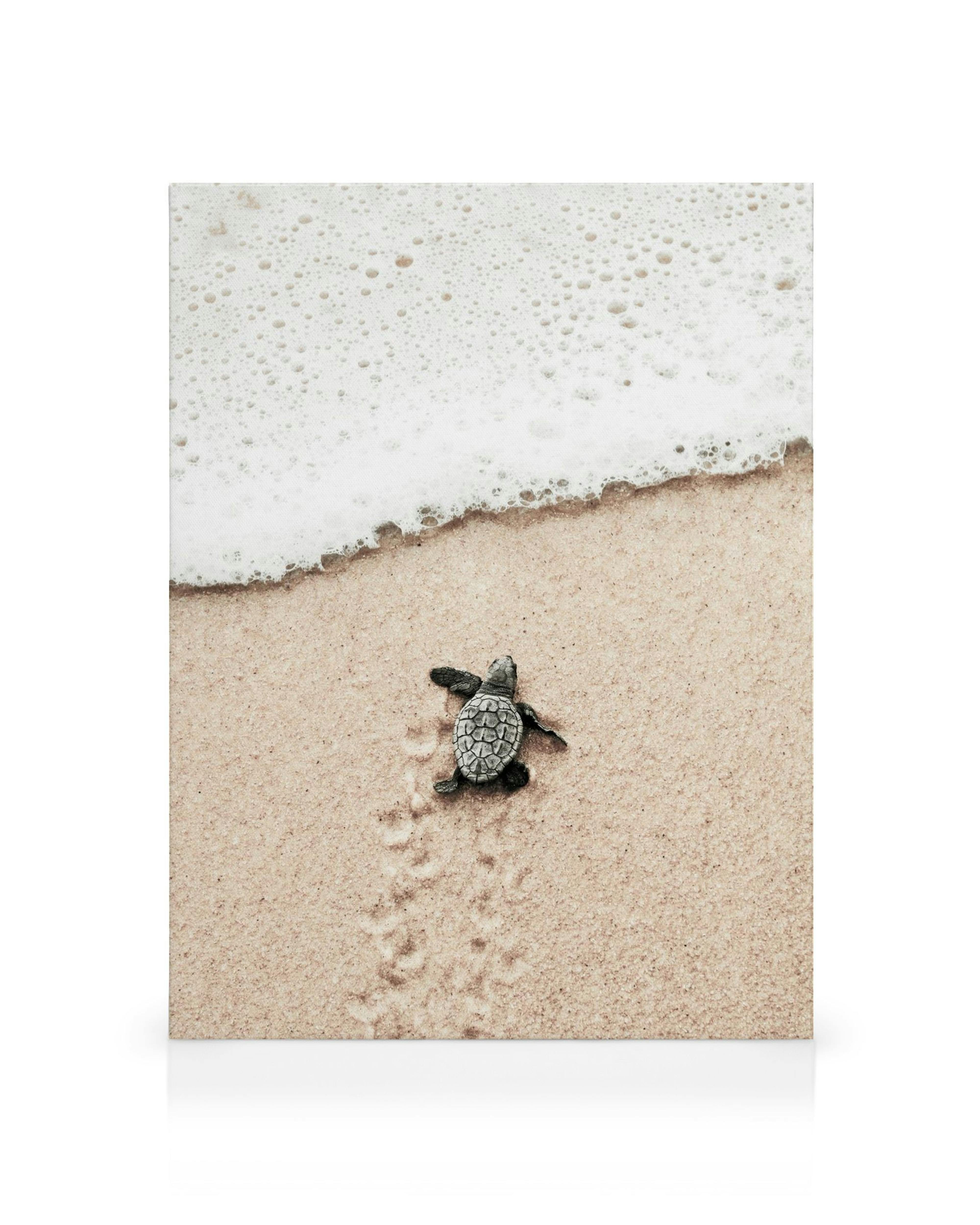 Obraz na płótnie: mały żółw z szarą skorupą i czarnymi płetwami na piaszczystej plaży, z bąbelkami wody.