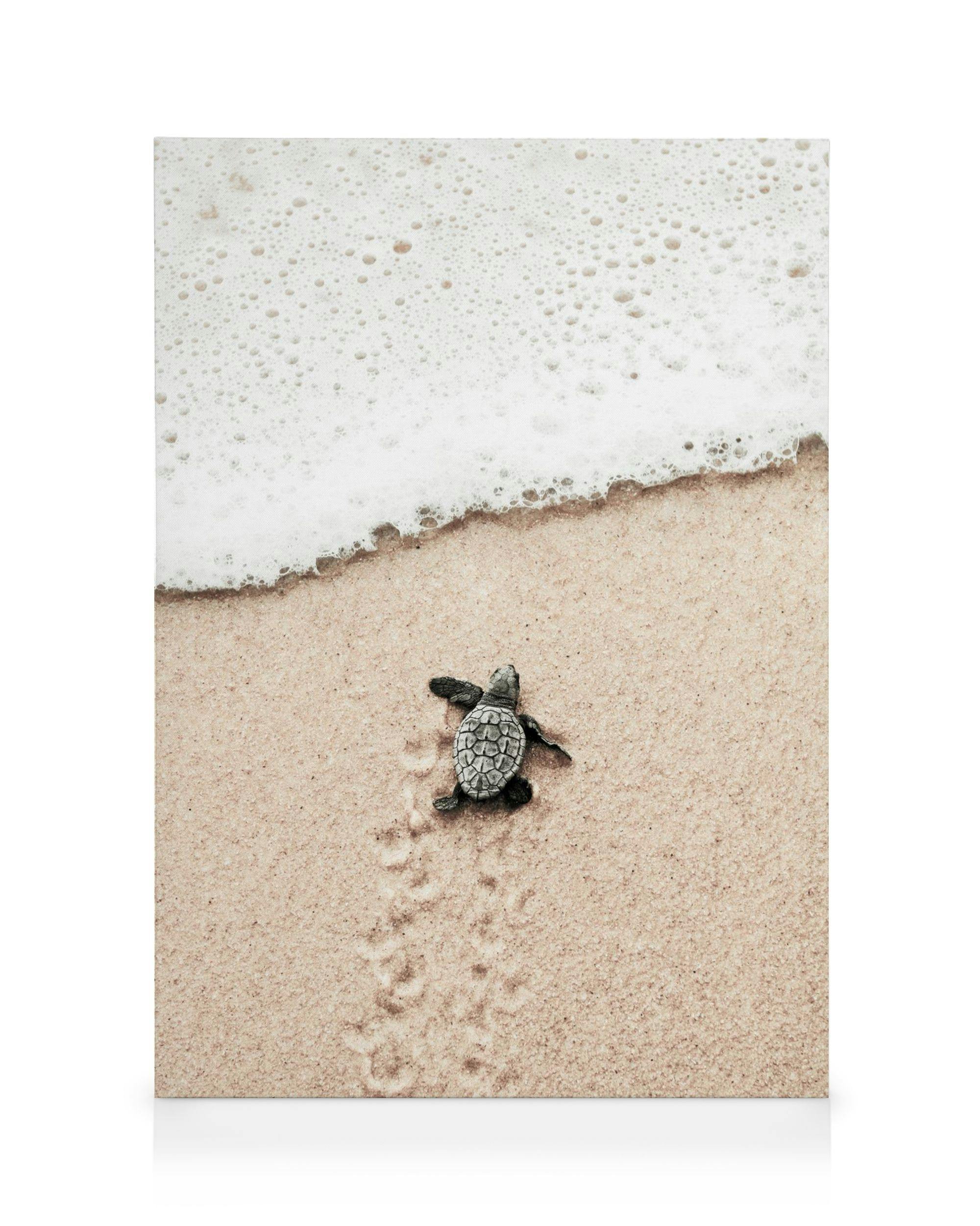 Canvastavlor Baby Turtle Canvas (50x70 cm - Ekram)