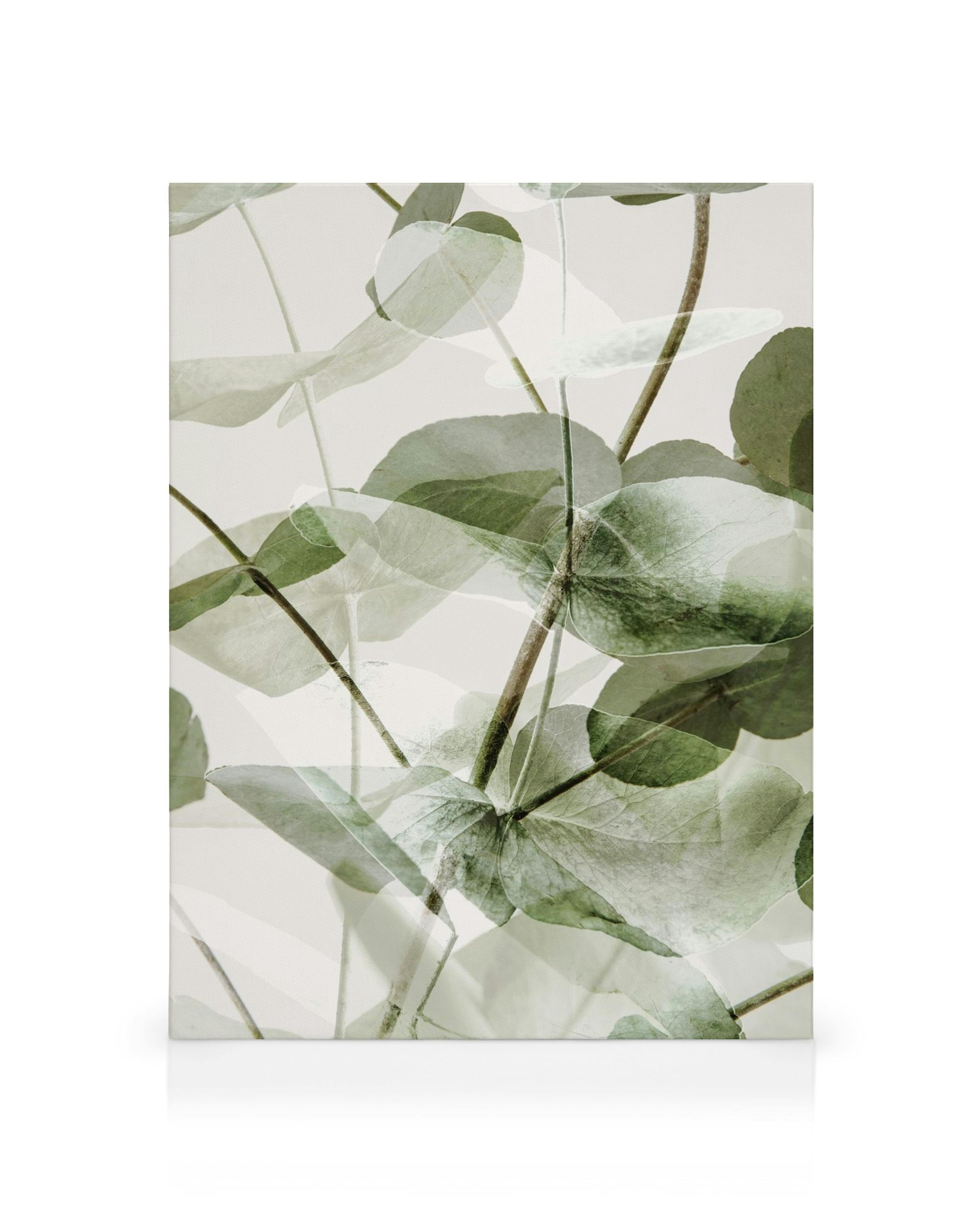 Eucalyptus Shades No1 canvas print, a botanical art featuring green leaves and visible veins on a white background.