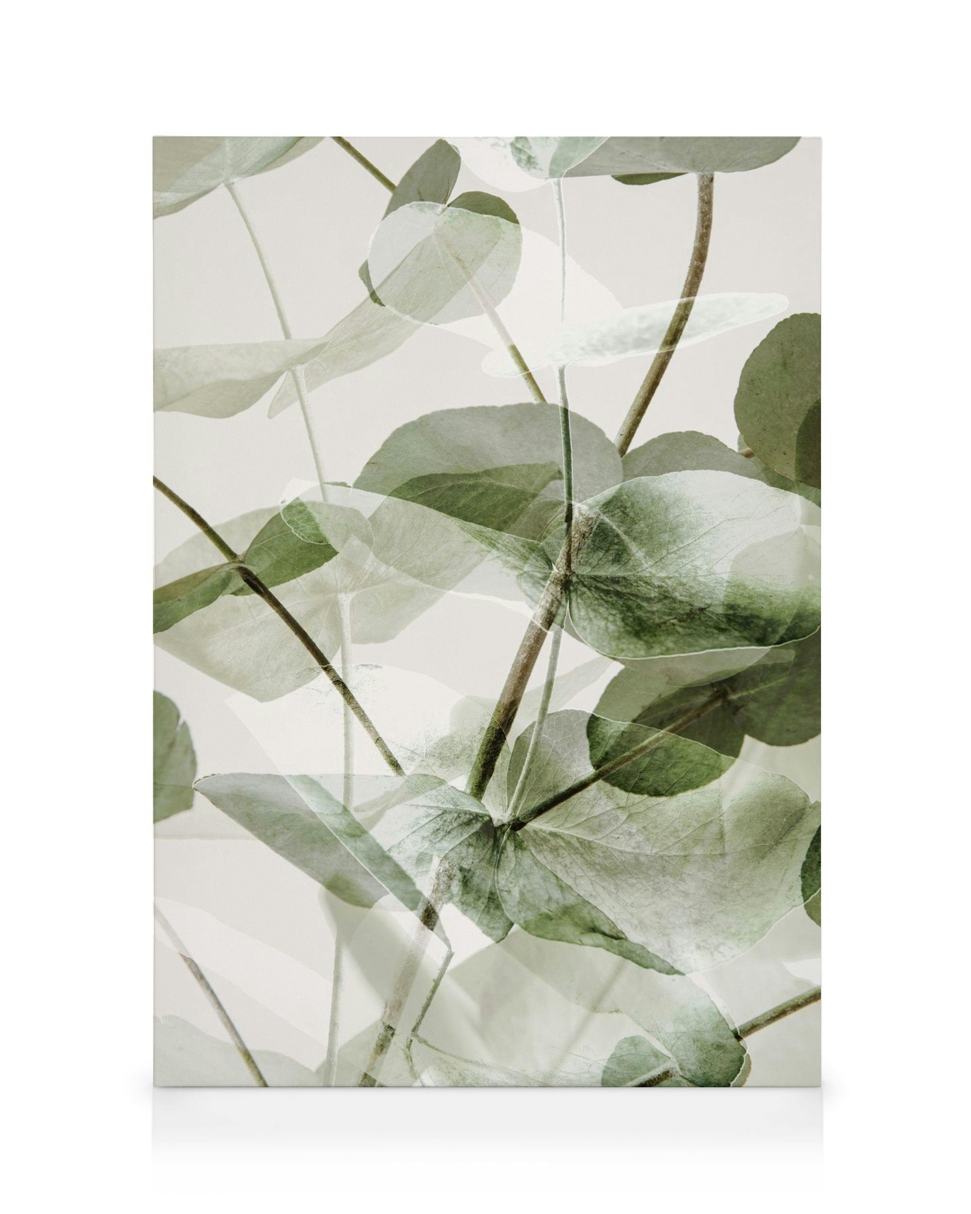 Leinwandbilder Eucalyptus Shades No1 Leinwandbild (30x40 cm)