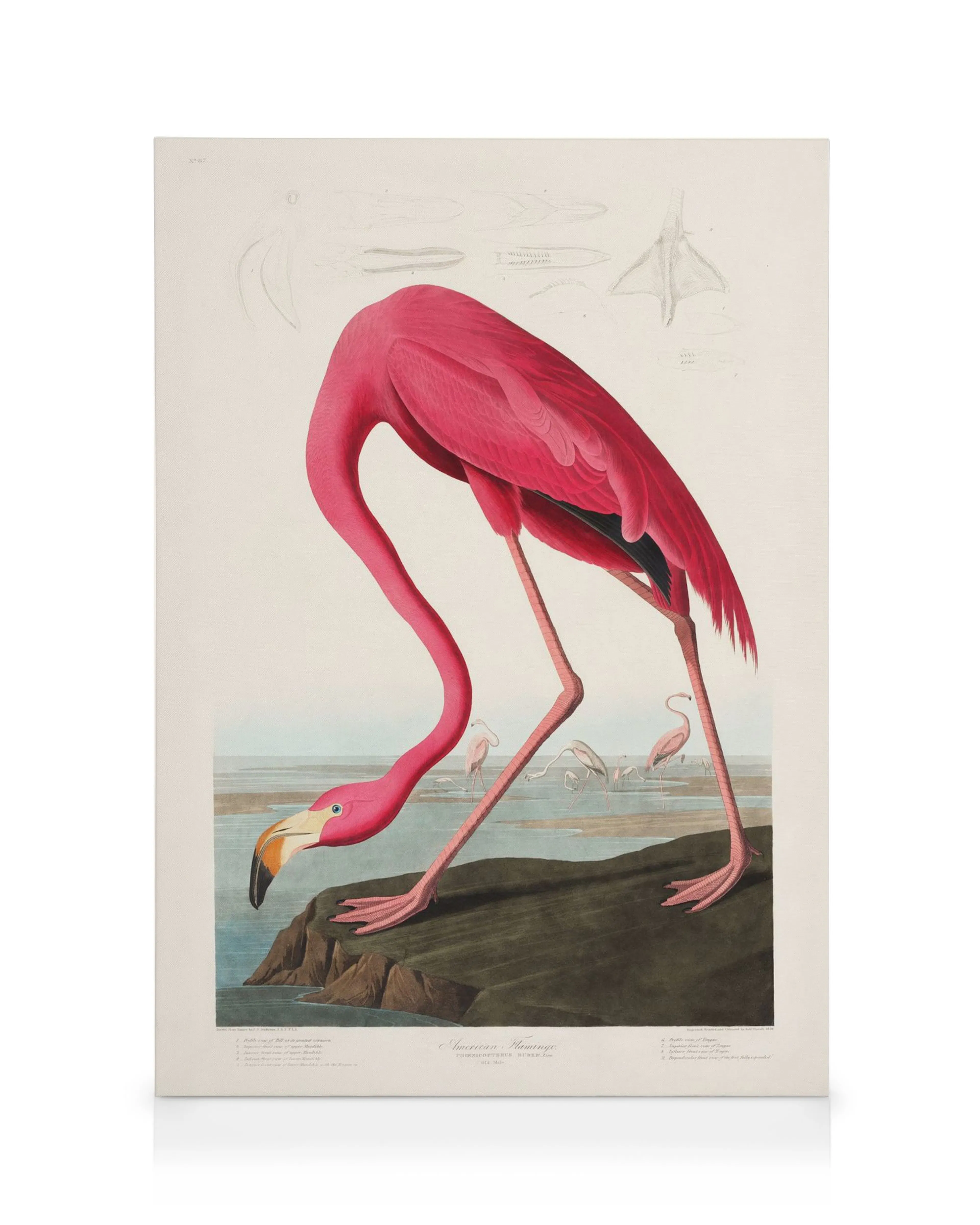 Audubonin vaaleanpunainen flamingo Kanvaasi; flamingo kumartuu juomaan vedestä, sen pitkä kaula ja jalat näkyvät selkeästi.