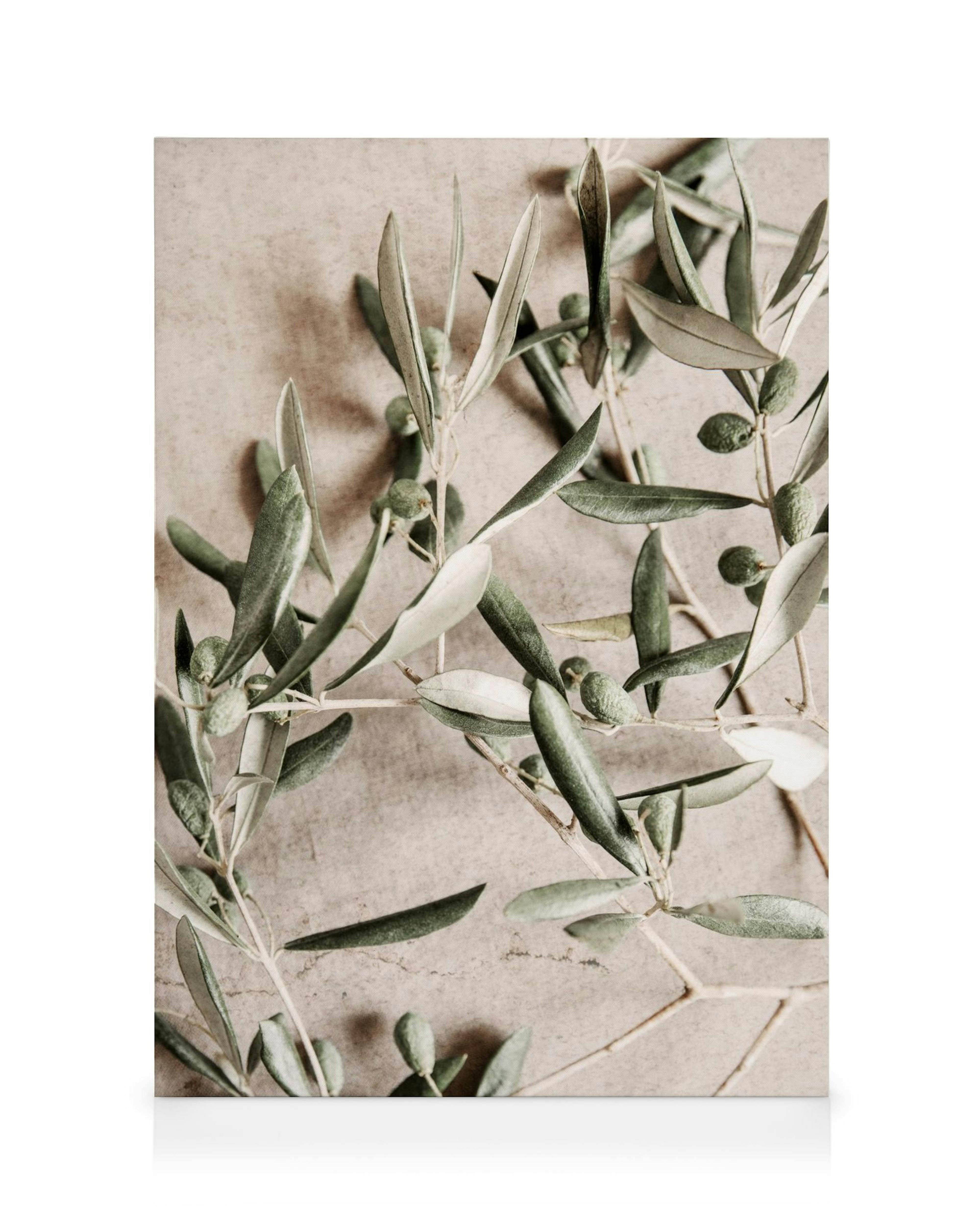 Grønne olivenkviste med blade på en lys, neutral baggrund, naturbillede.