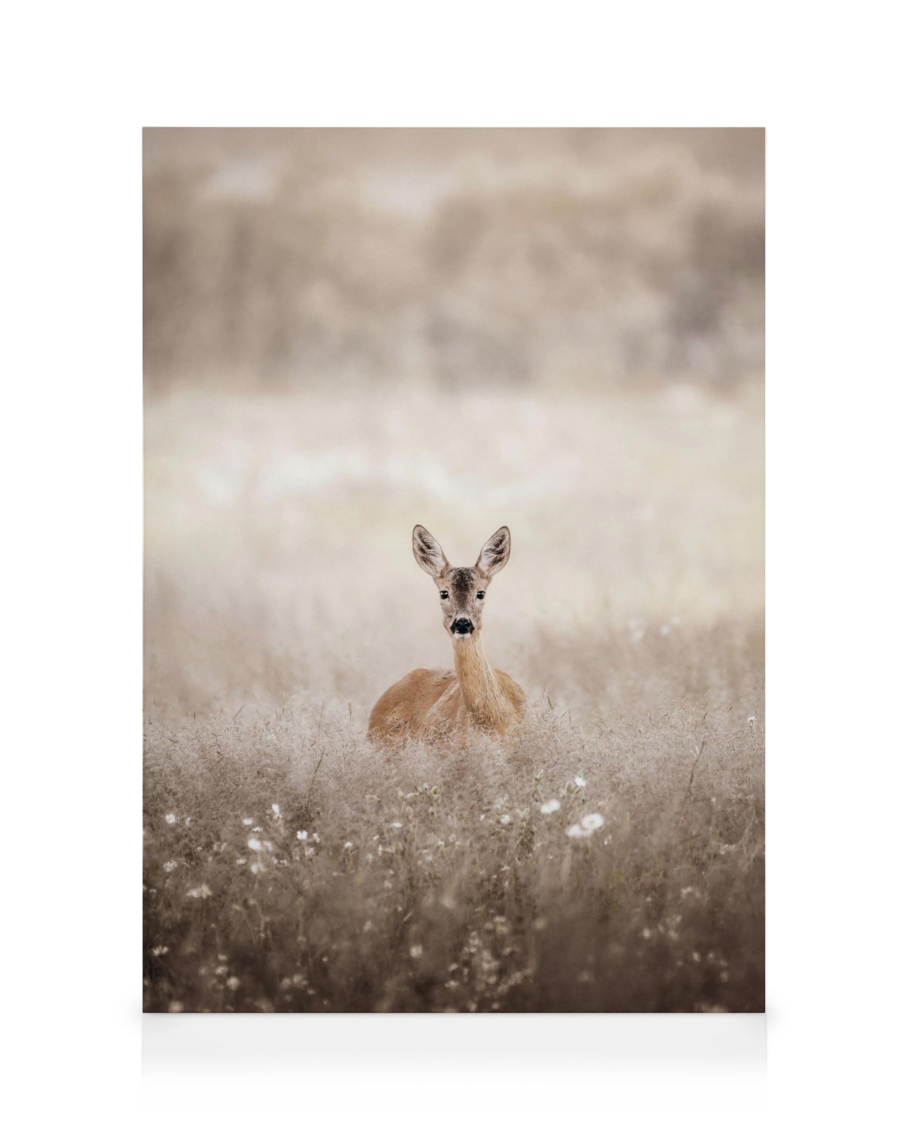 Roe deer resting in a field of tall, golden-brown grass and wildflowers, nature wildlife photography.
