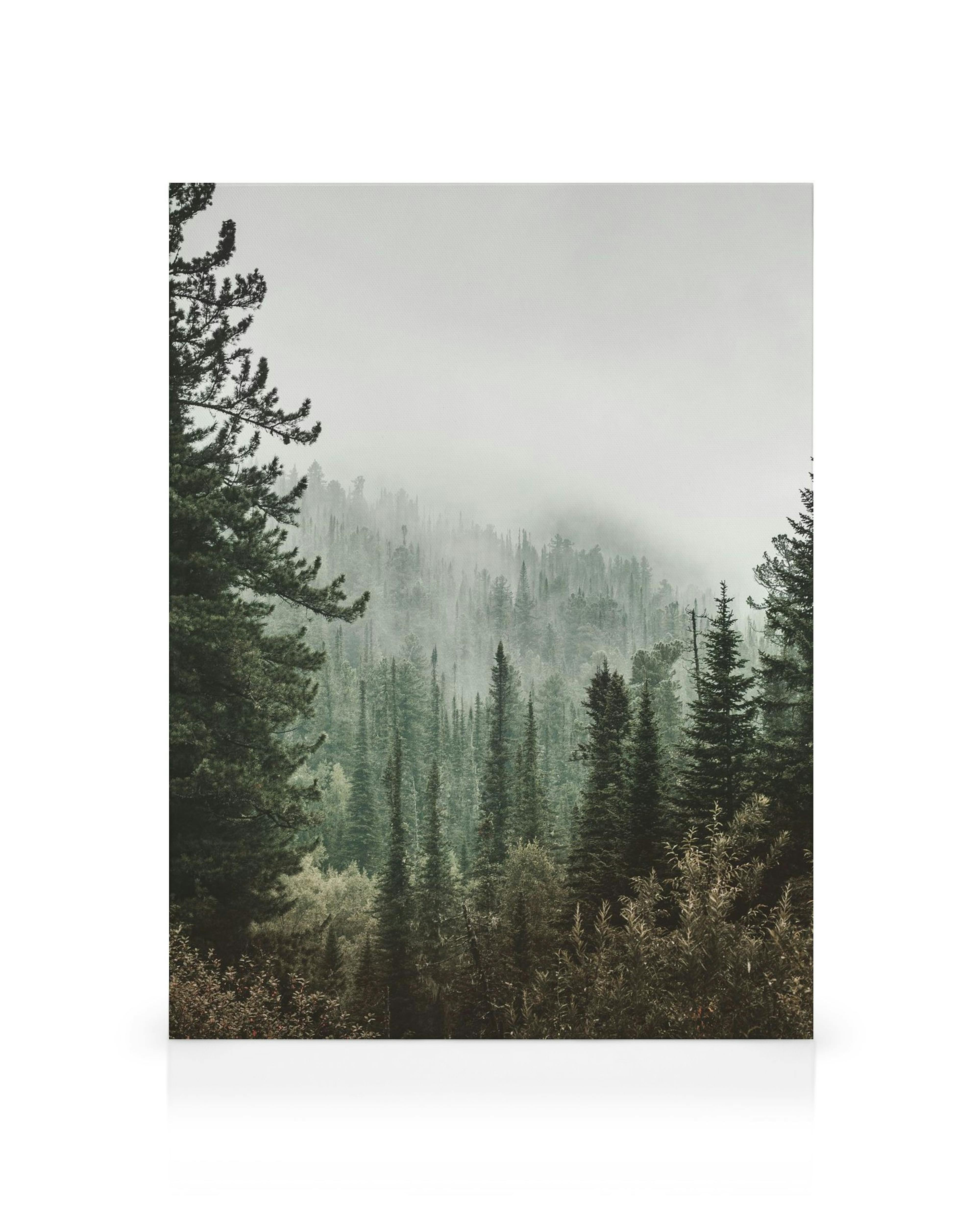 Dunkelgrüner Wald im Nebel mit hohen, schlanken Bäumen, die in der Ferne verschwinden. Ruhige, natürliche Waldlandschaft.