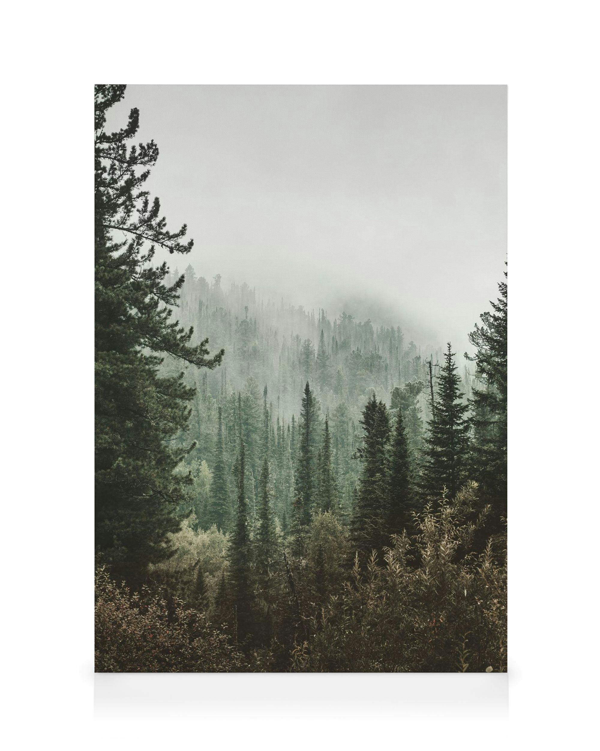 Stampa su tela di una fitta foresta di pini avvolta dalla nebbia, toni scuri e atmosfera serena.