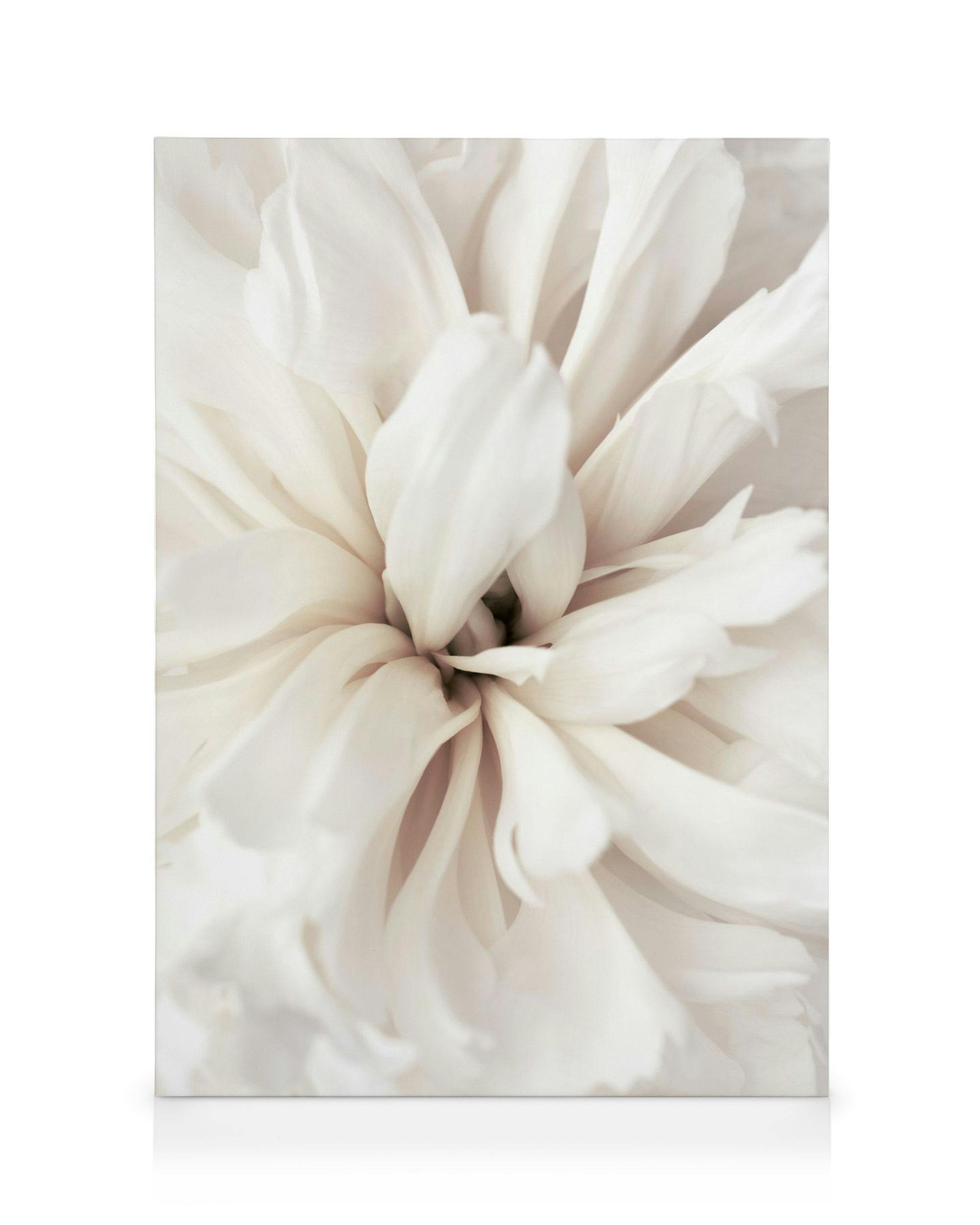 Close-up botanical canvas print of a white flower with delicate petals, soft light.
