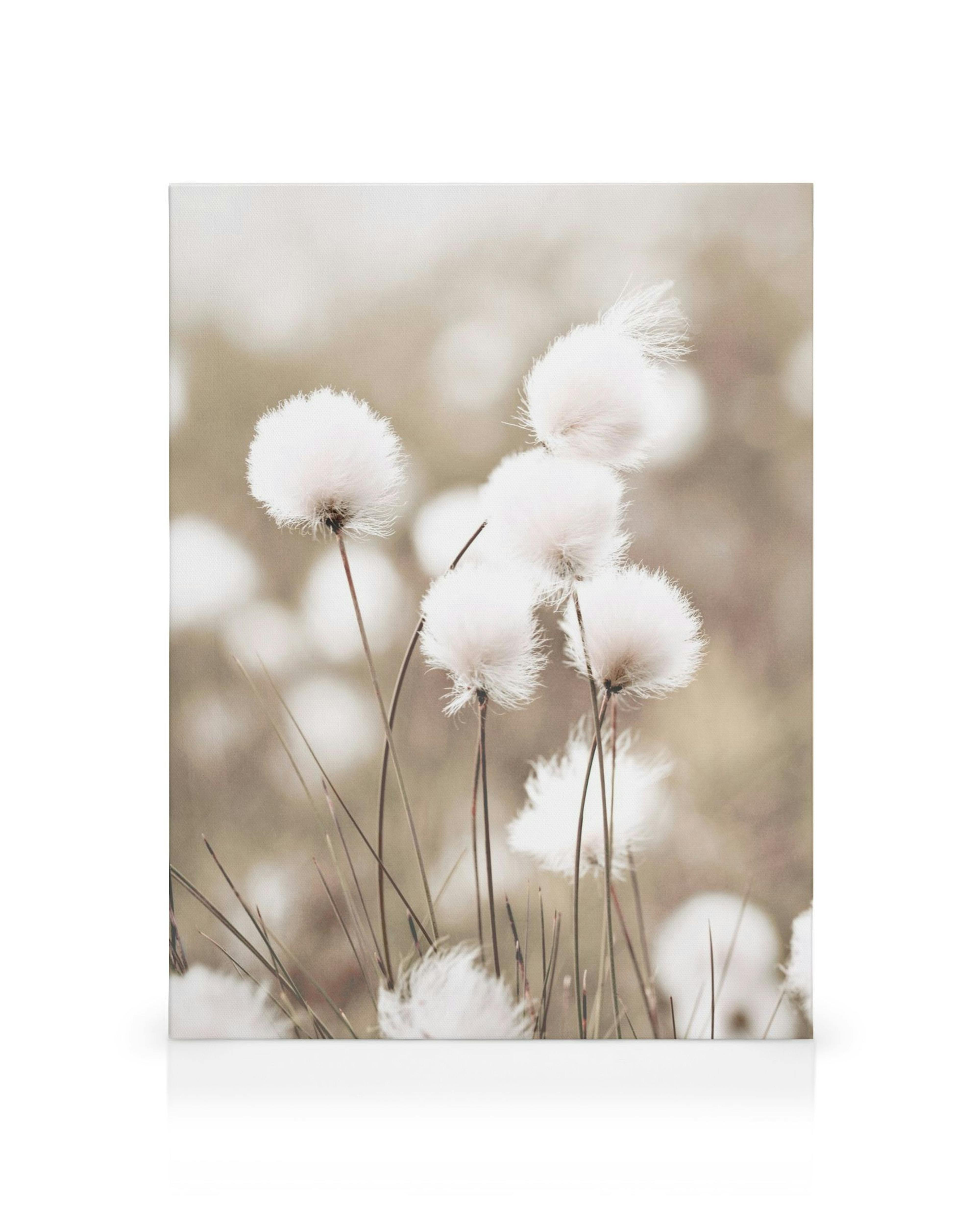 Vardagsrumsinredning med vita bomullsblommor på långa stjälkar mot en mjukt suddig, ljusbrun bakgrund.