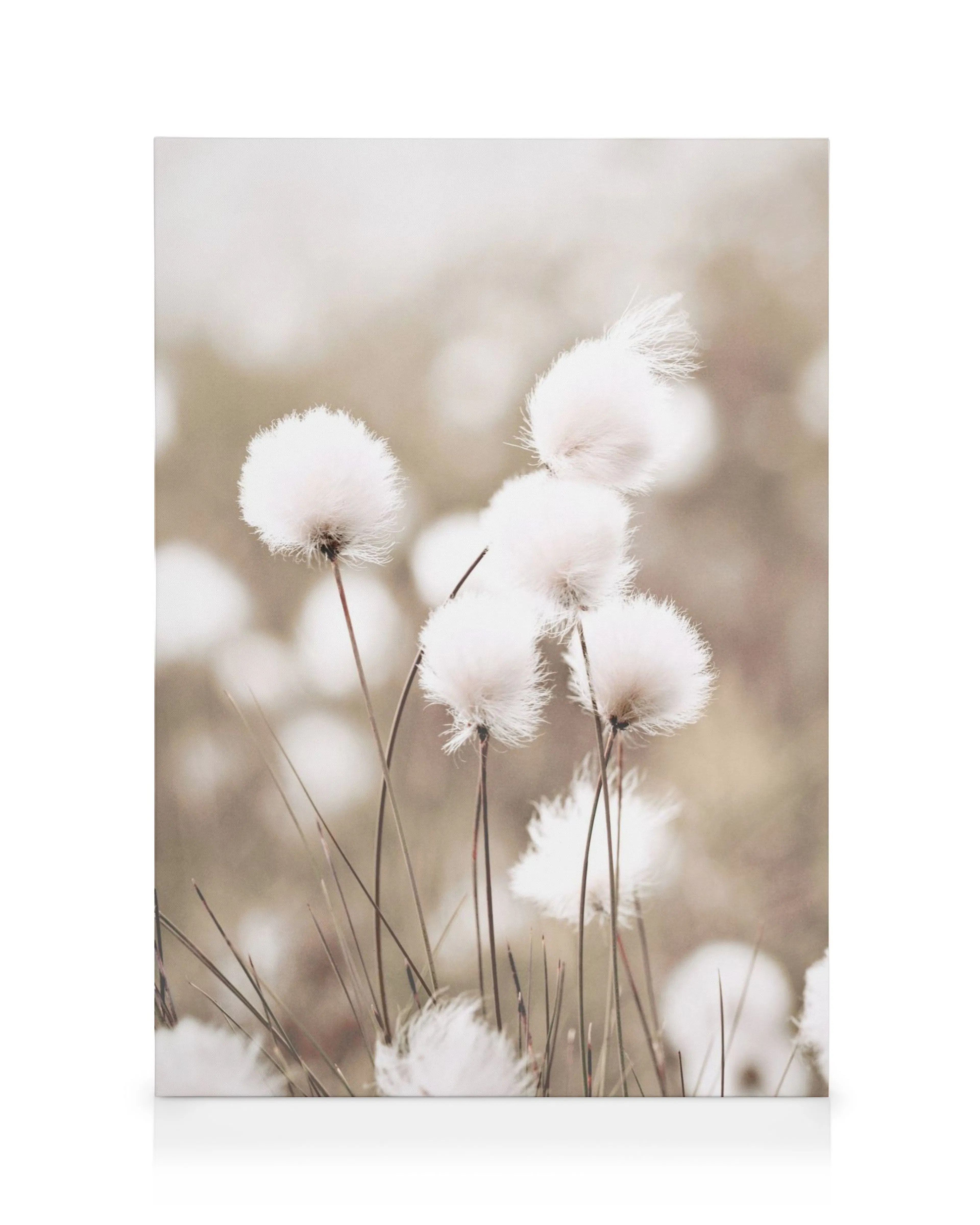 Cottongrass canvas print with white, fluffy flowers on thin stems against a soft, blurry beige background. Neutral botanical wal